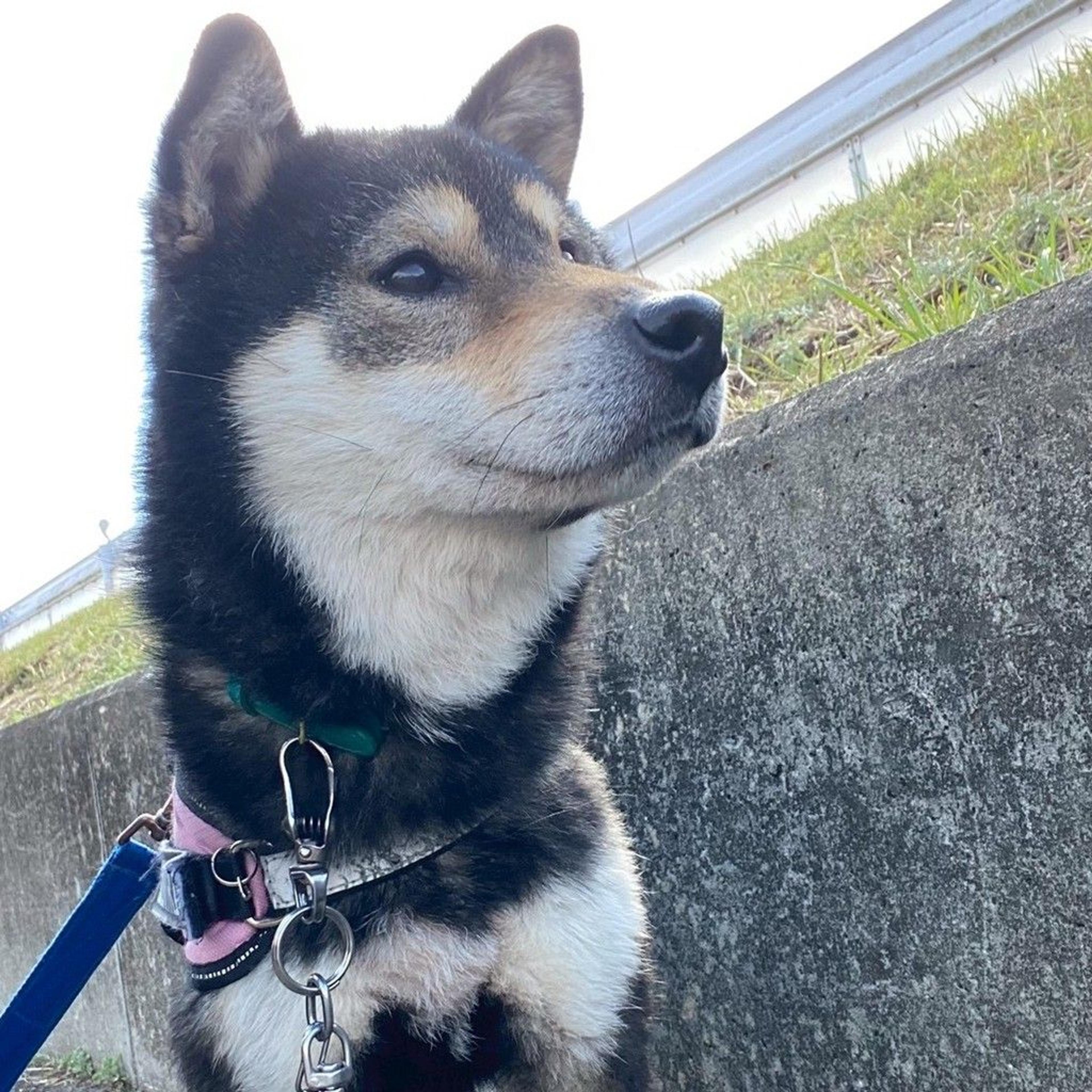 pet-image-9