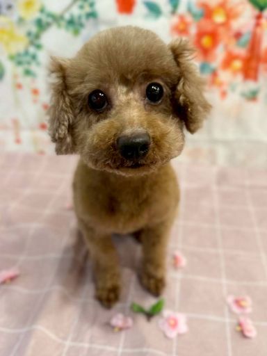 トイプードル・メスの里親募集の写真