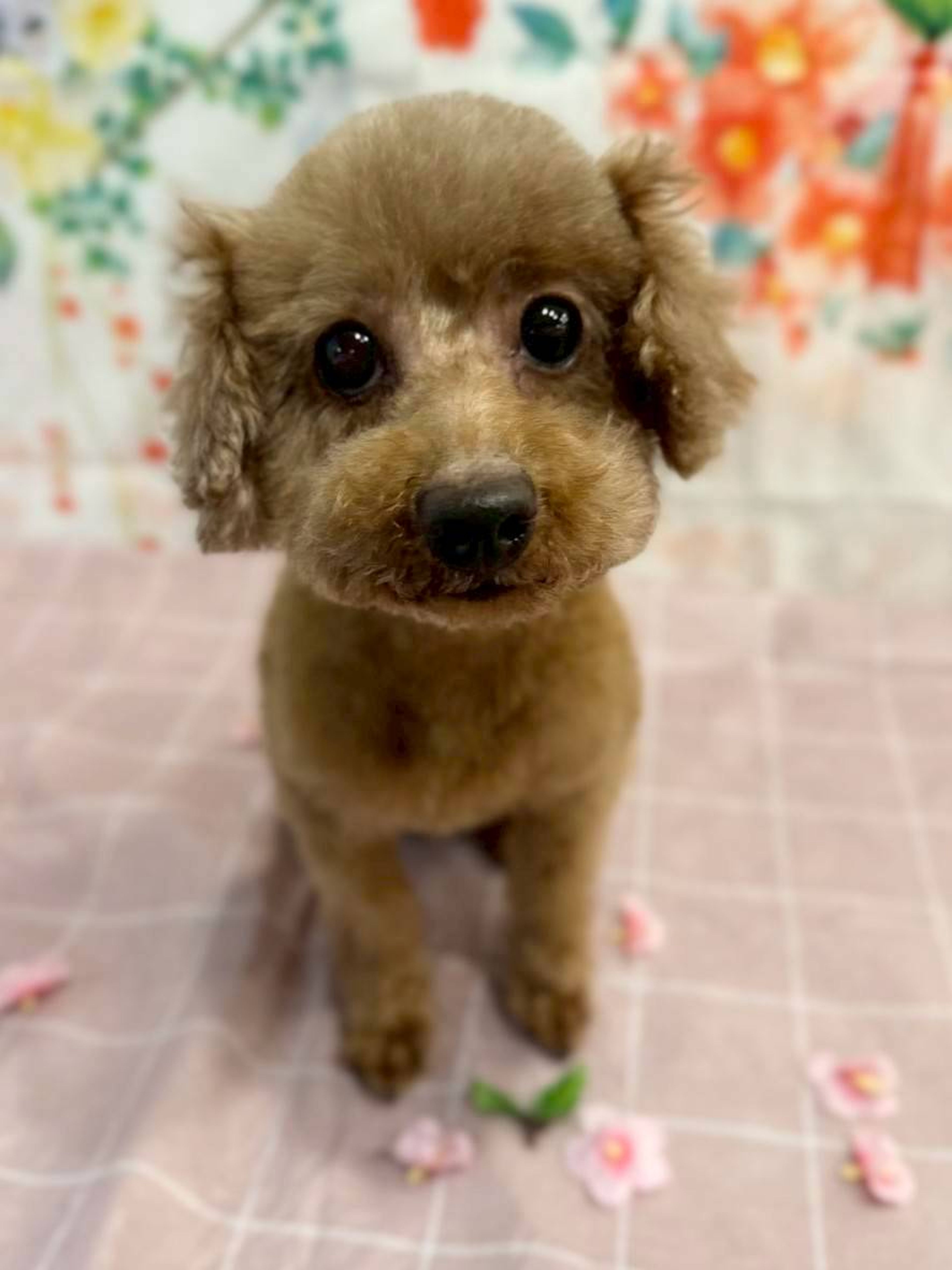 トイプードル・メスの里親募集の写真