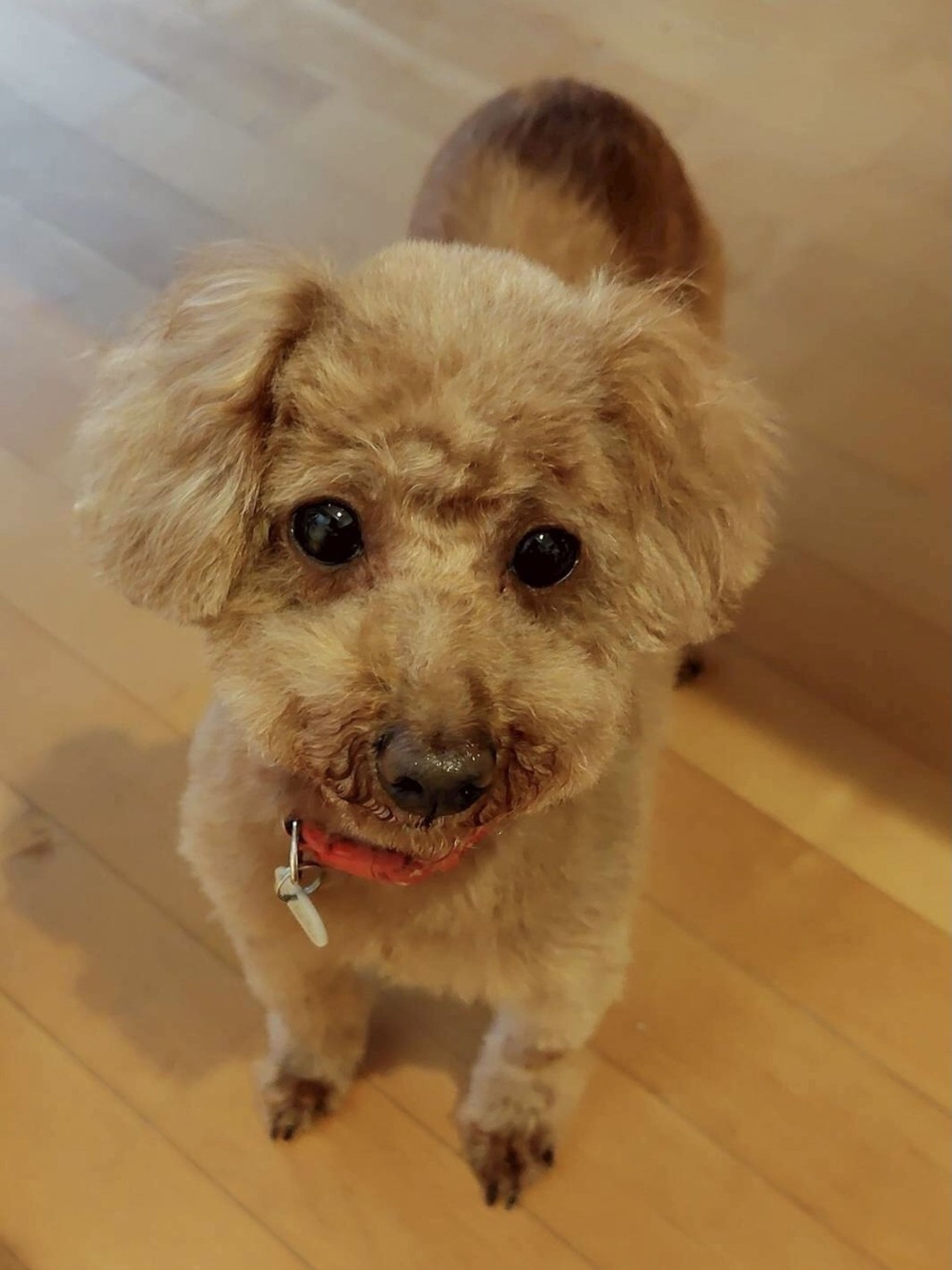 pet-image-2