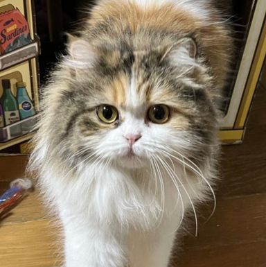 ミヌエット・メスの里親募集の写真