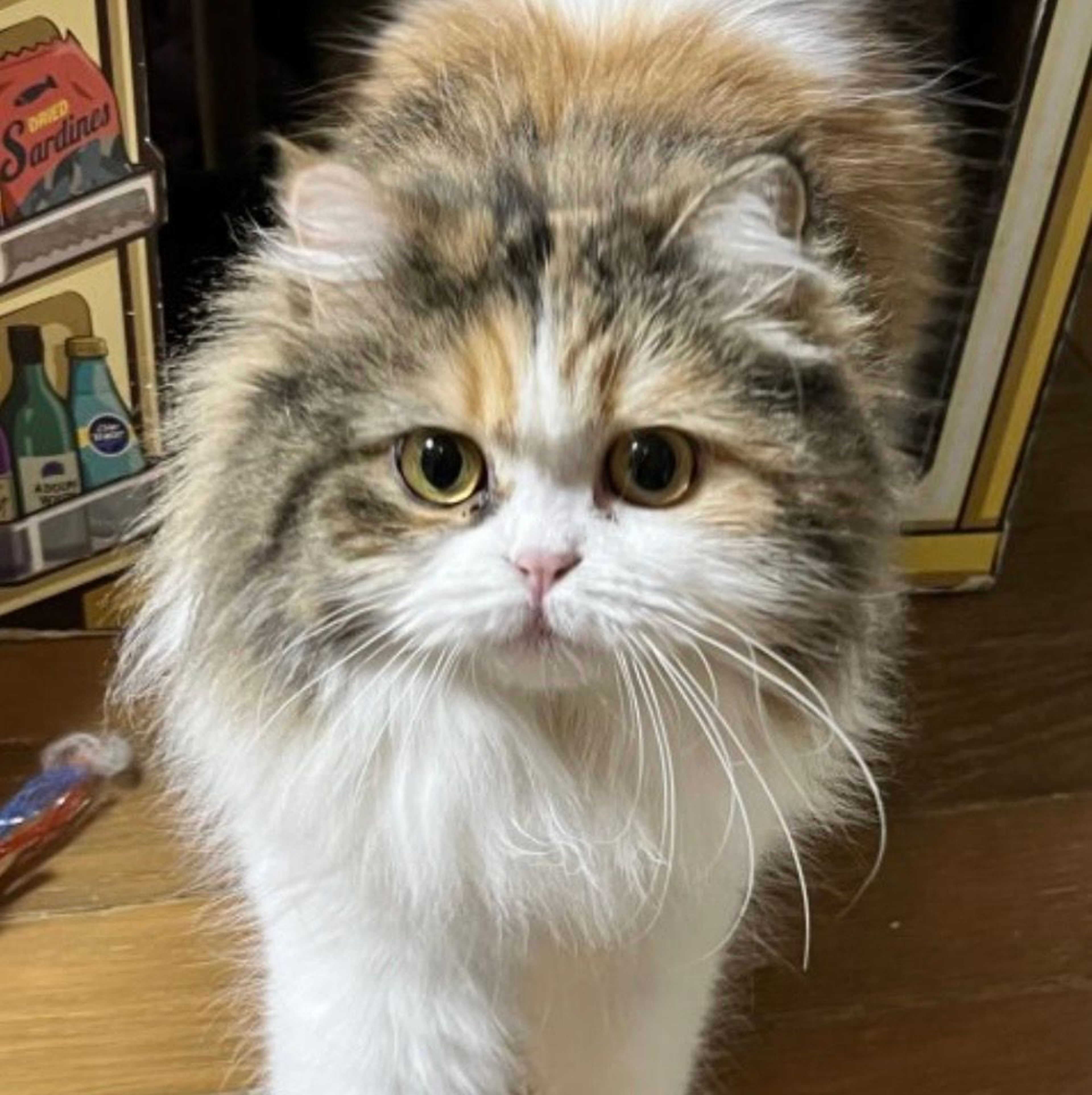 ミヌエット・メスの里親募集の写真