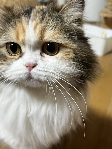 ミヌエット・メスの里親募集の写真