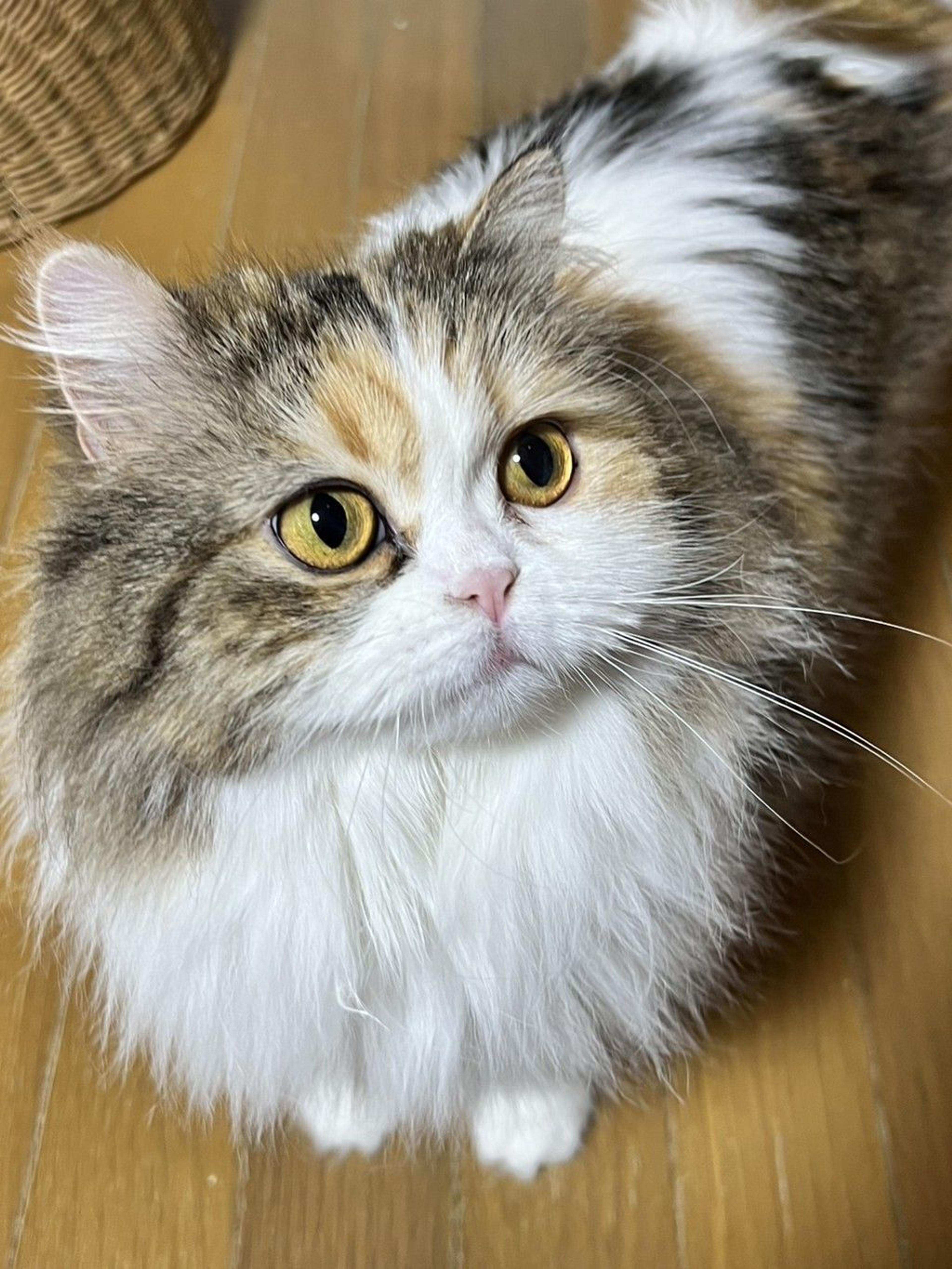 pet-image-4