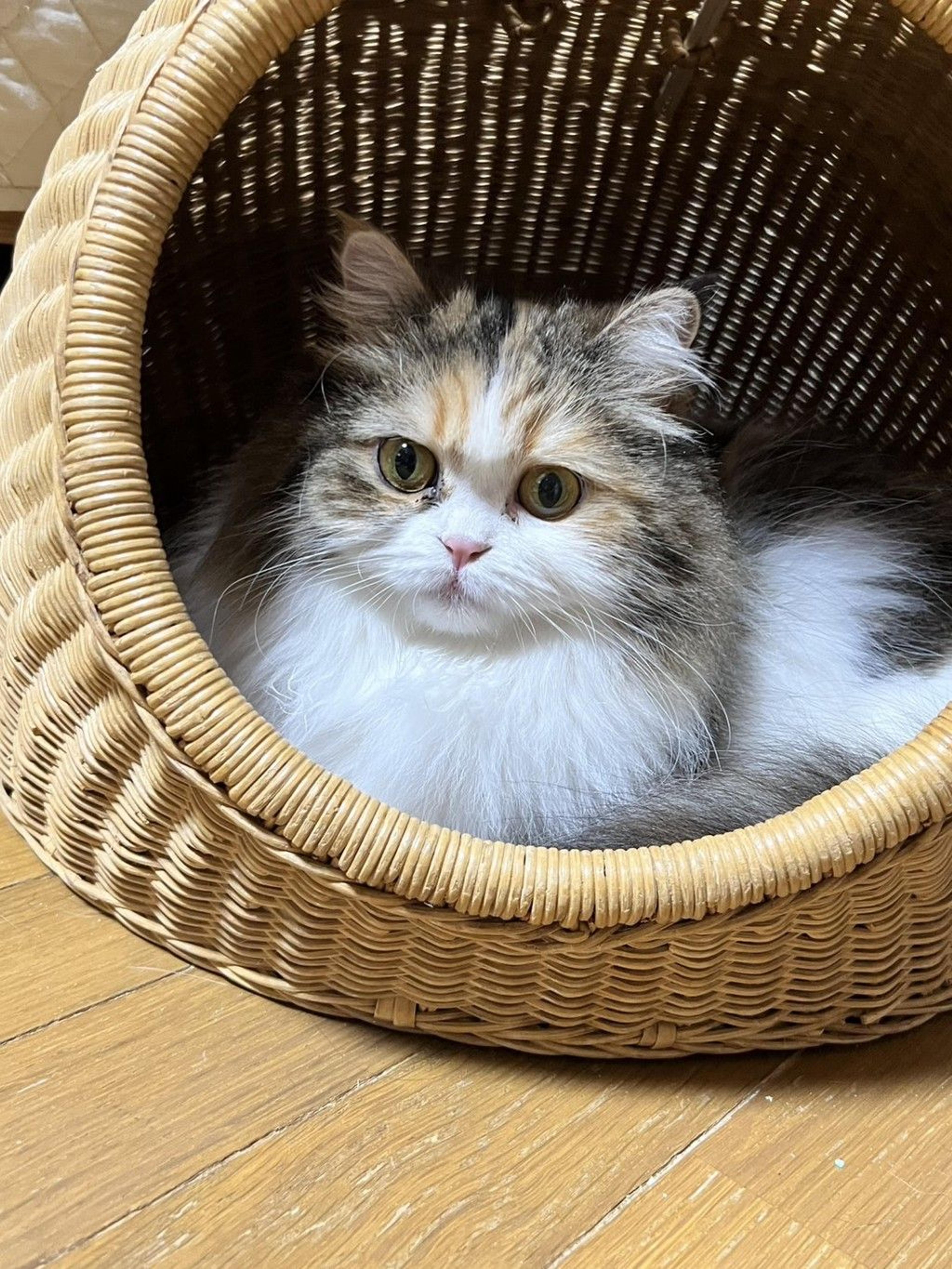 pet-image-5