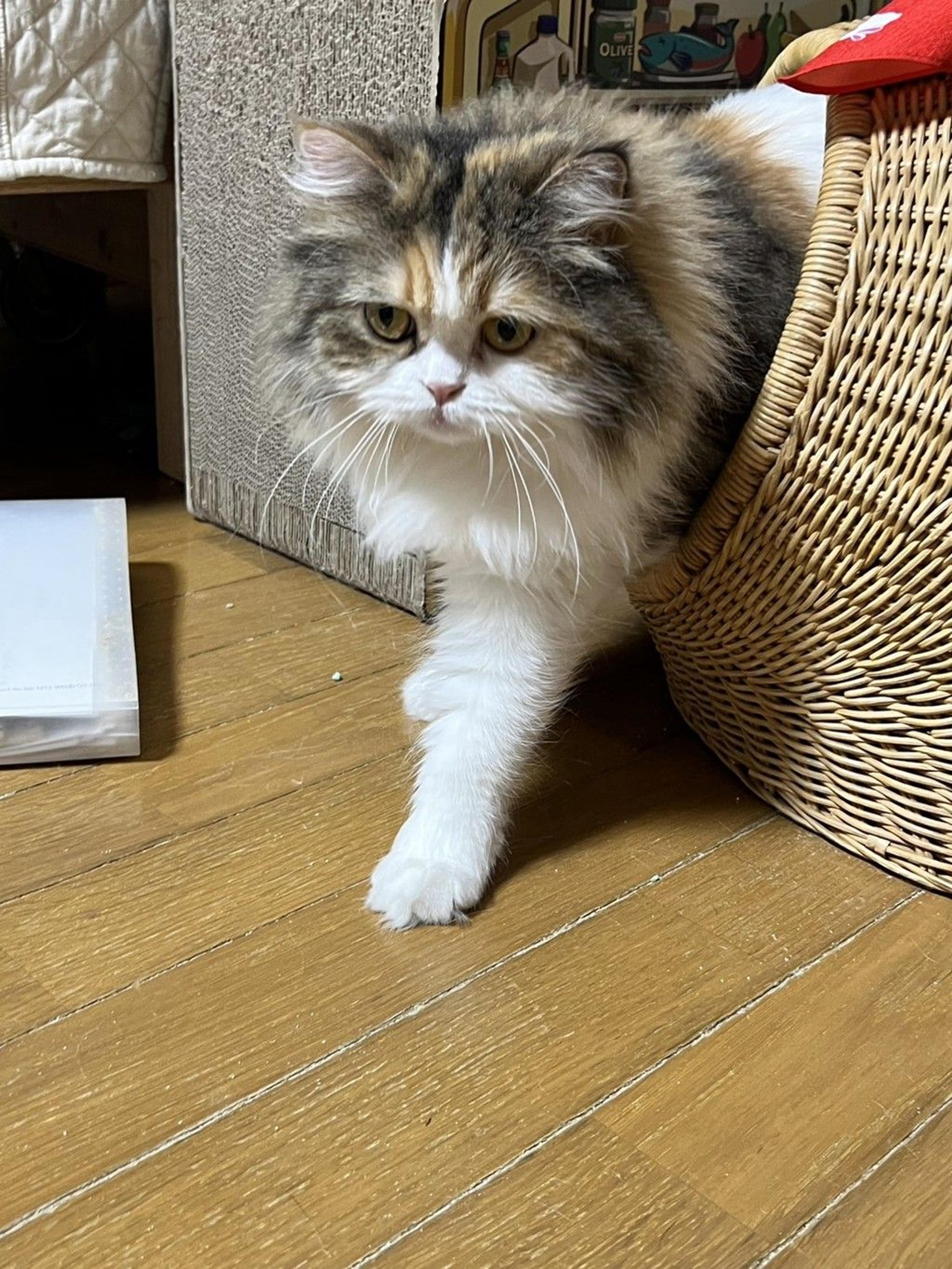 pet-image-6