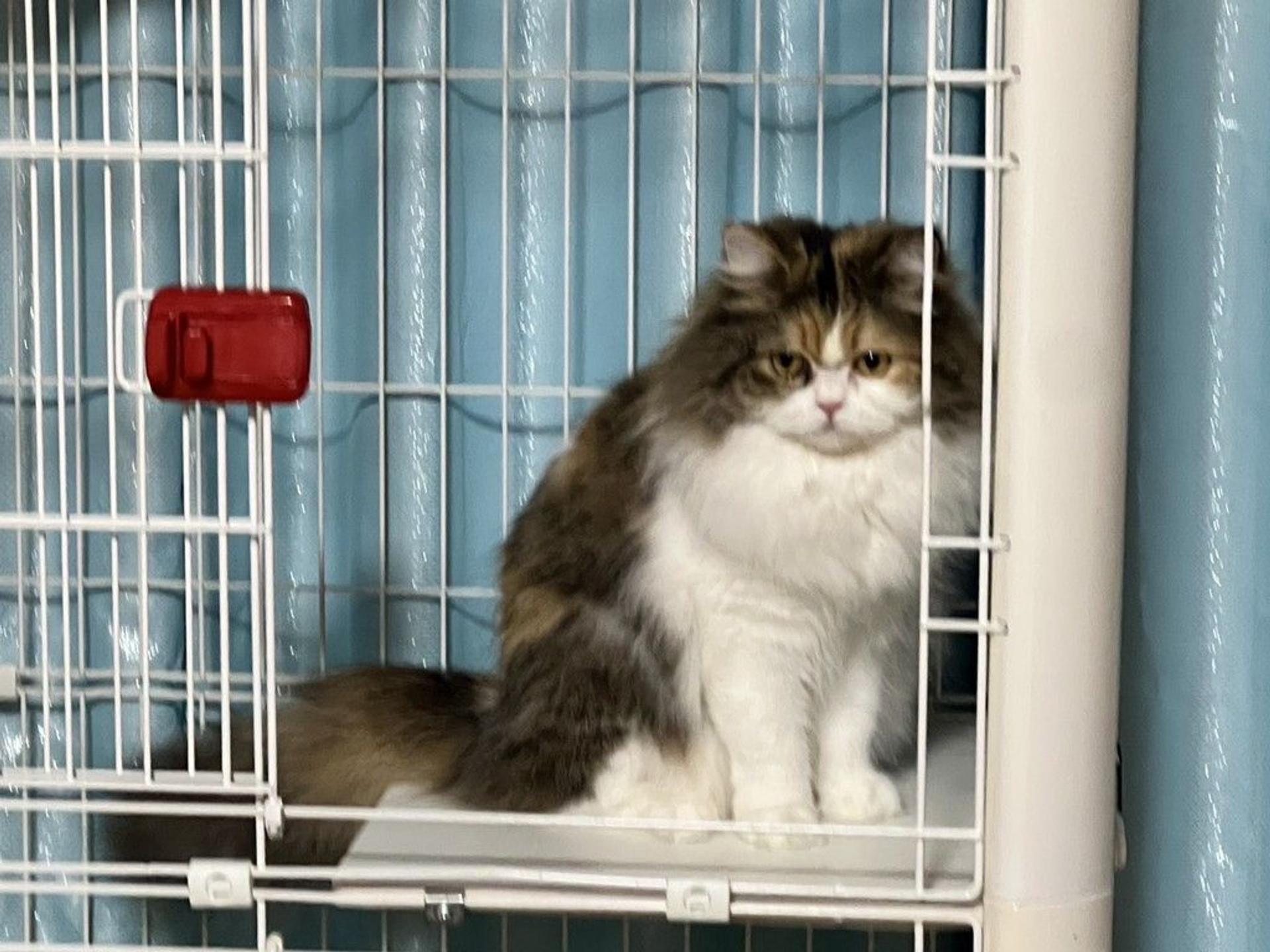 pet-image-9