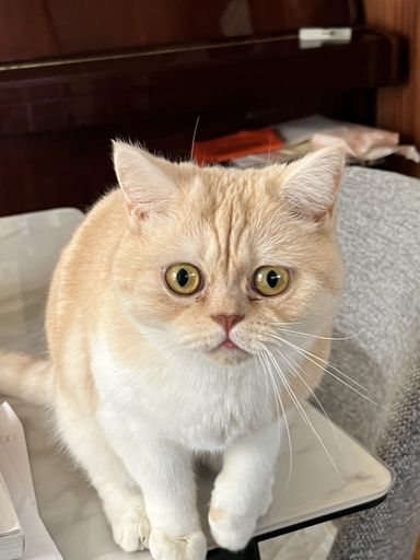 ミヌエット・メスの里親募集の写真