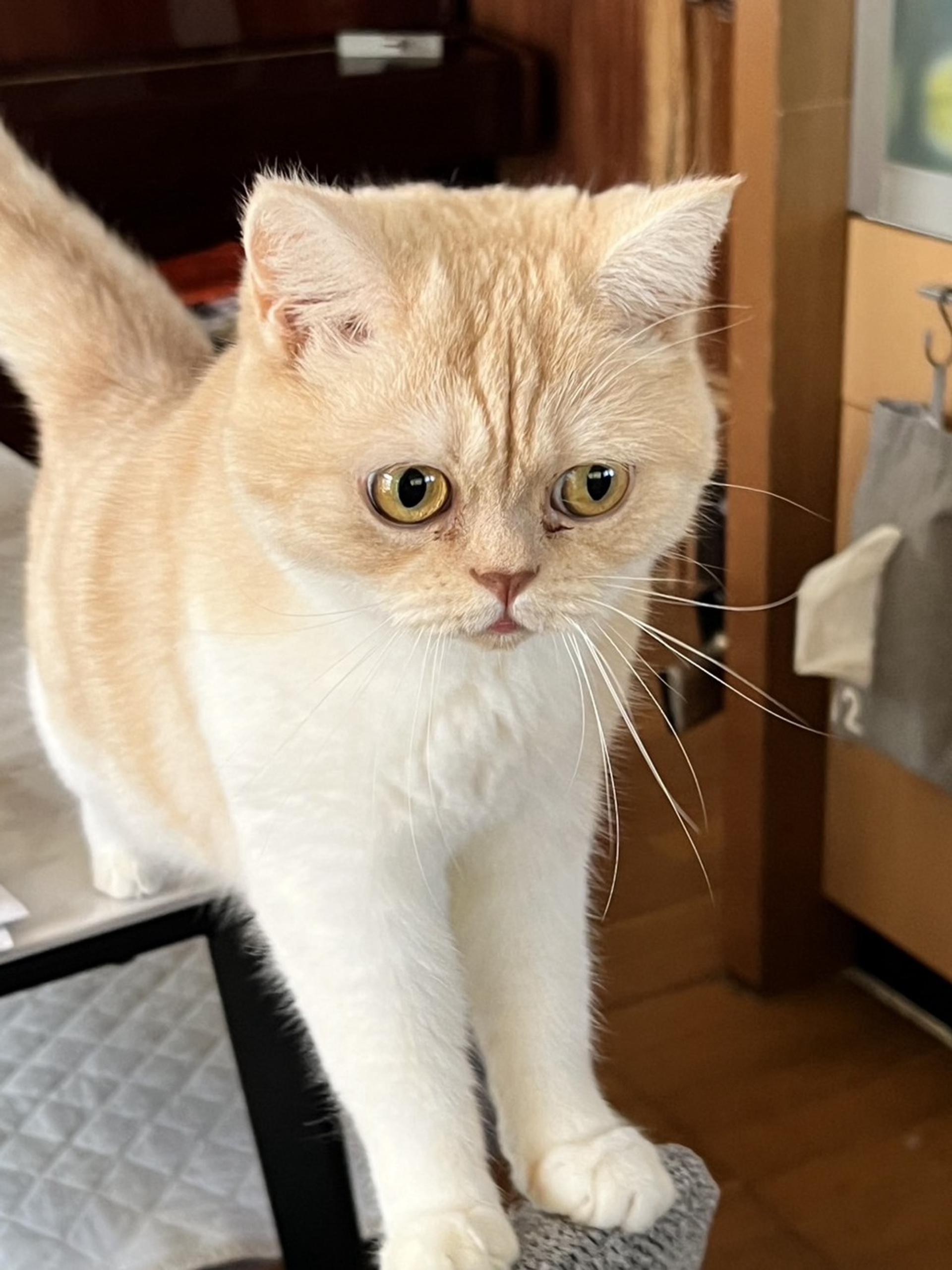 pet-image-2