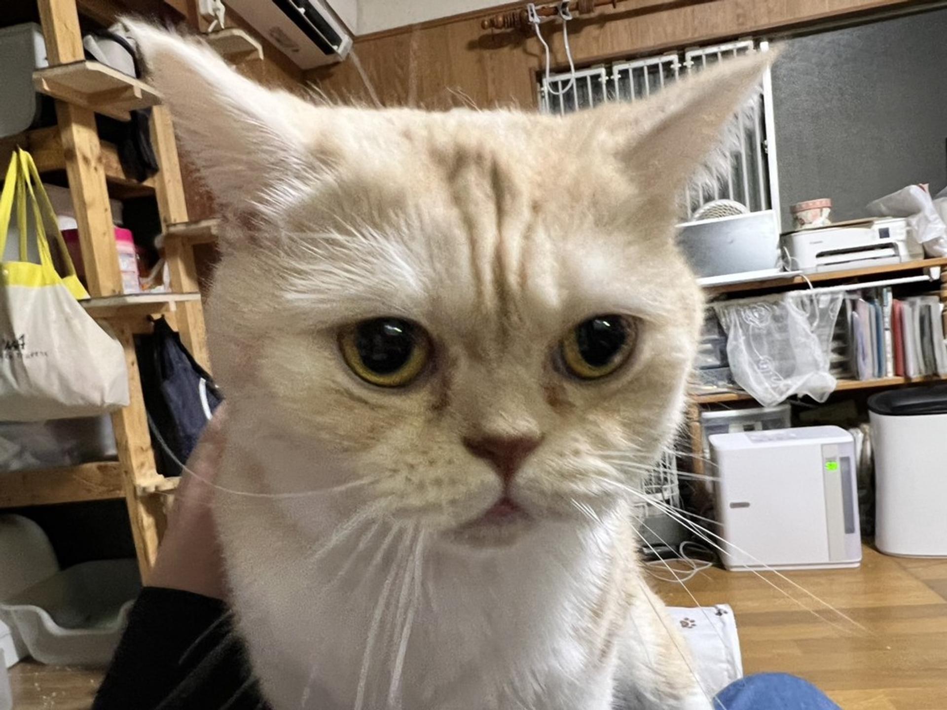 pet-image-3