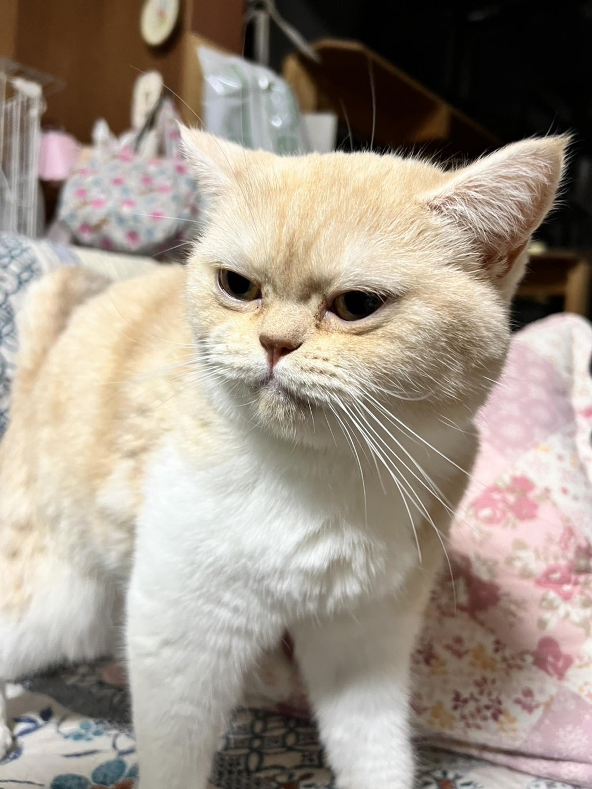 pet-image-5