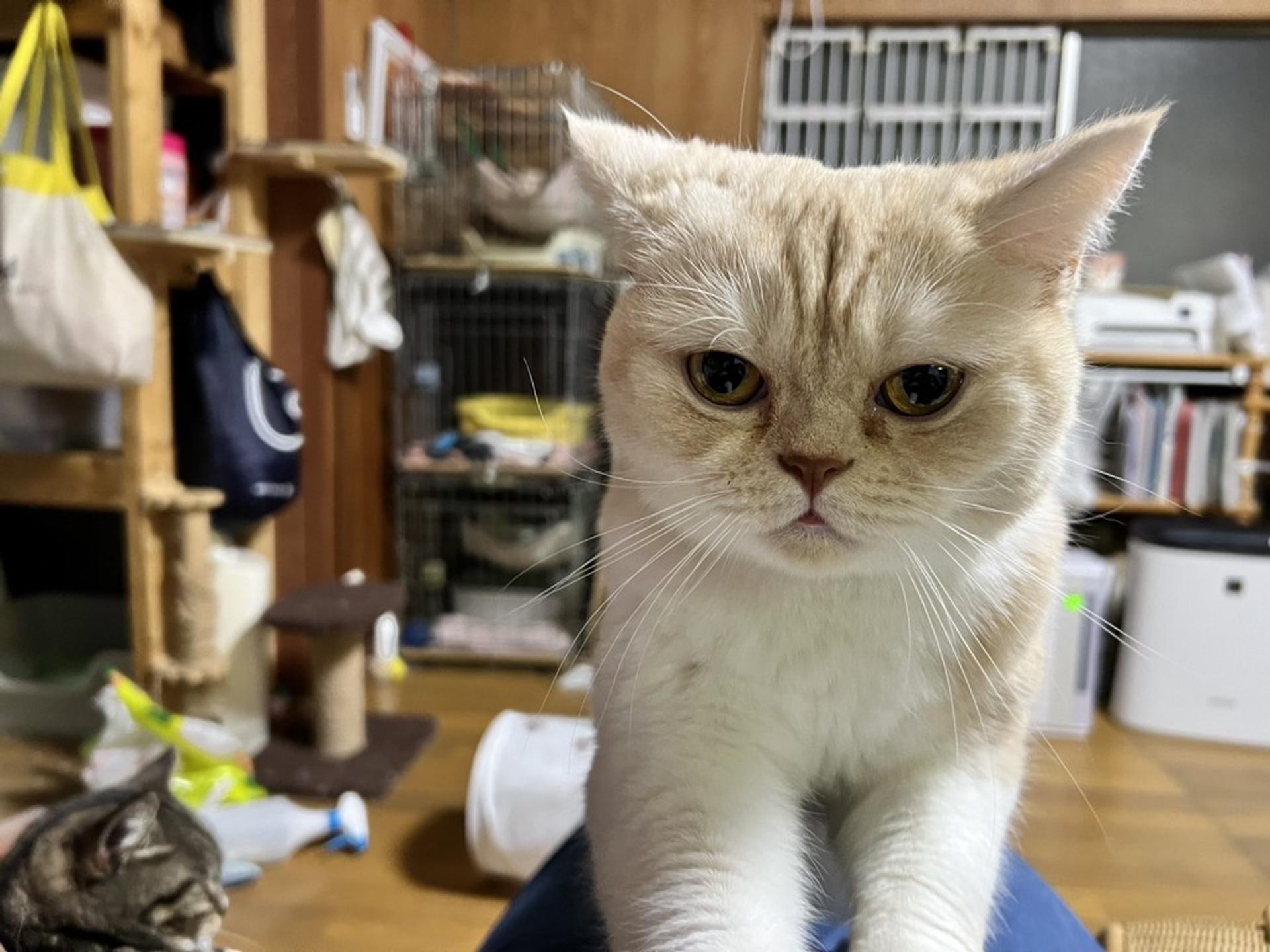 pet-image-6