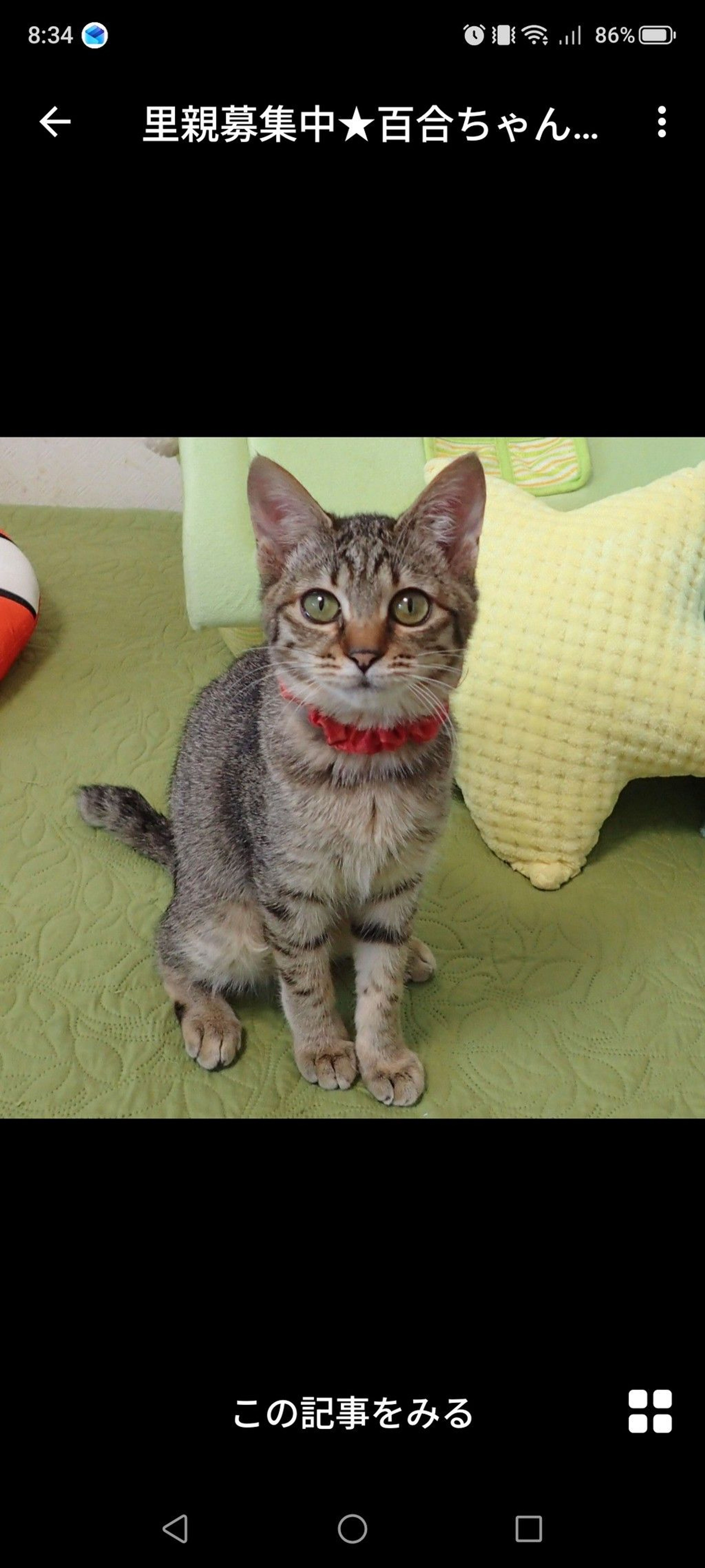 雑種（ミックス猫）・メスの里親募集の写真