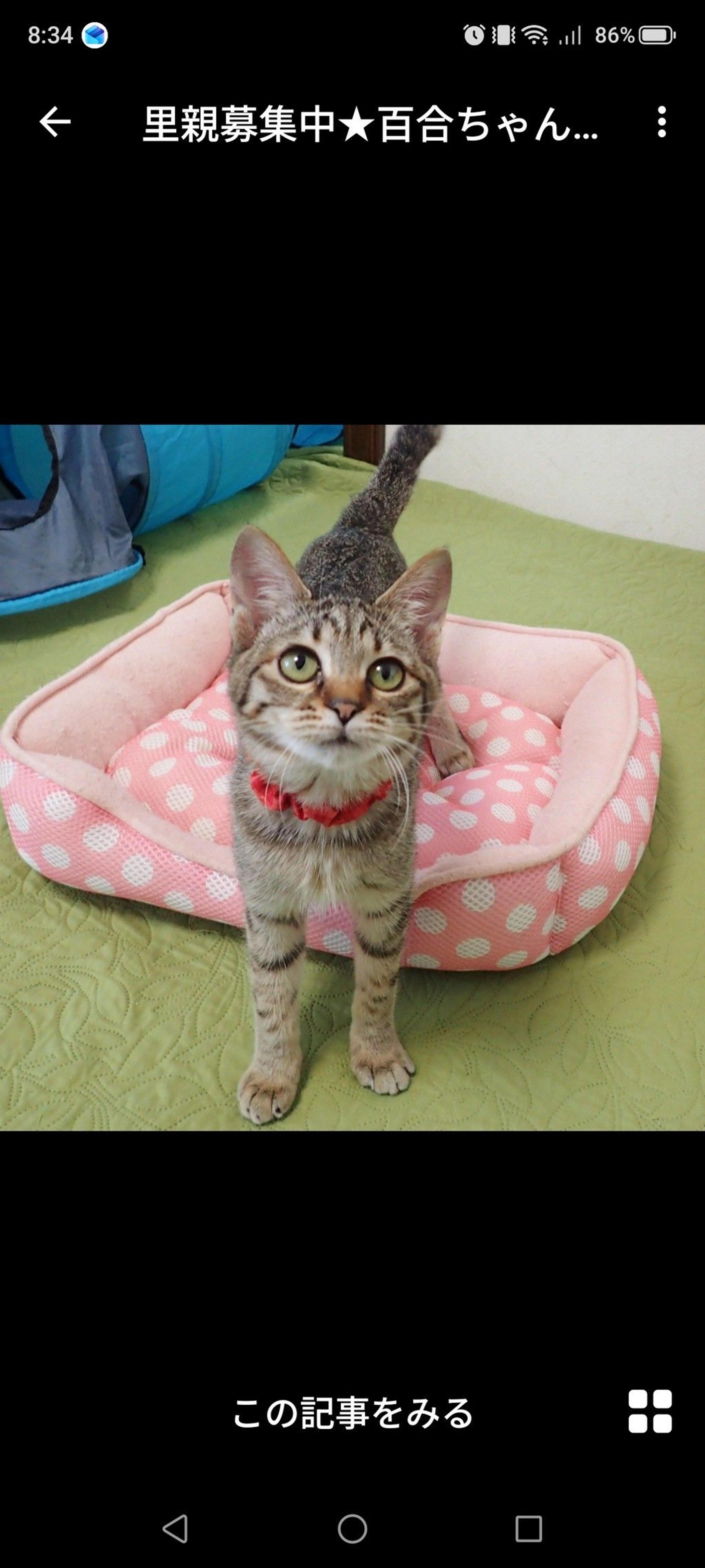 pet-image-3