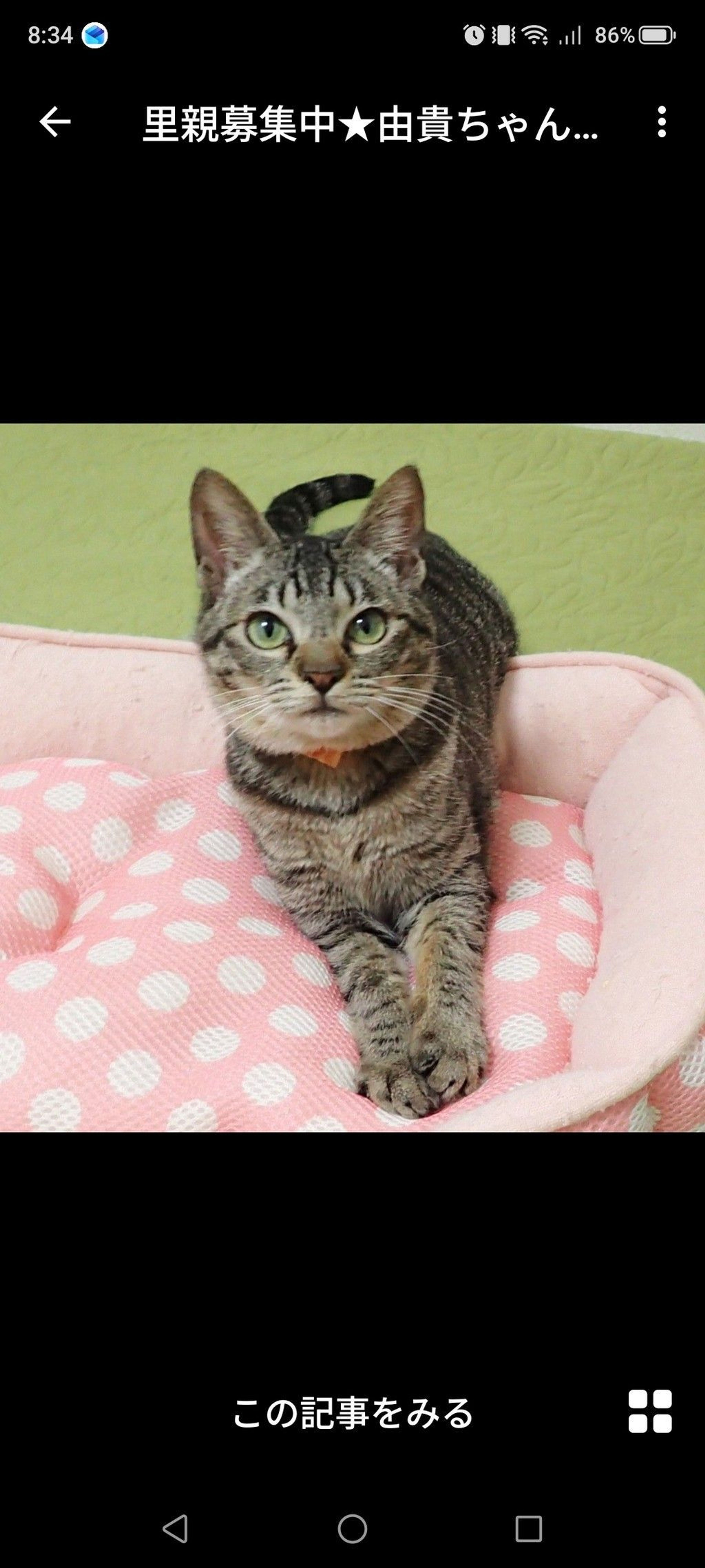 雑種（ミックス猫）・メスの里親募集の写真