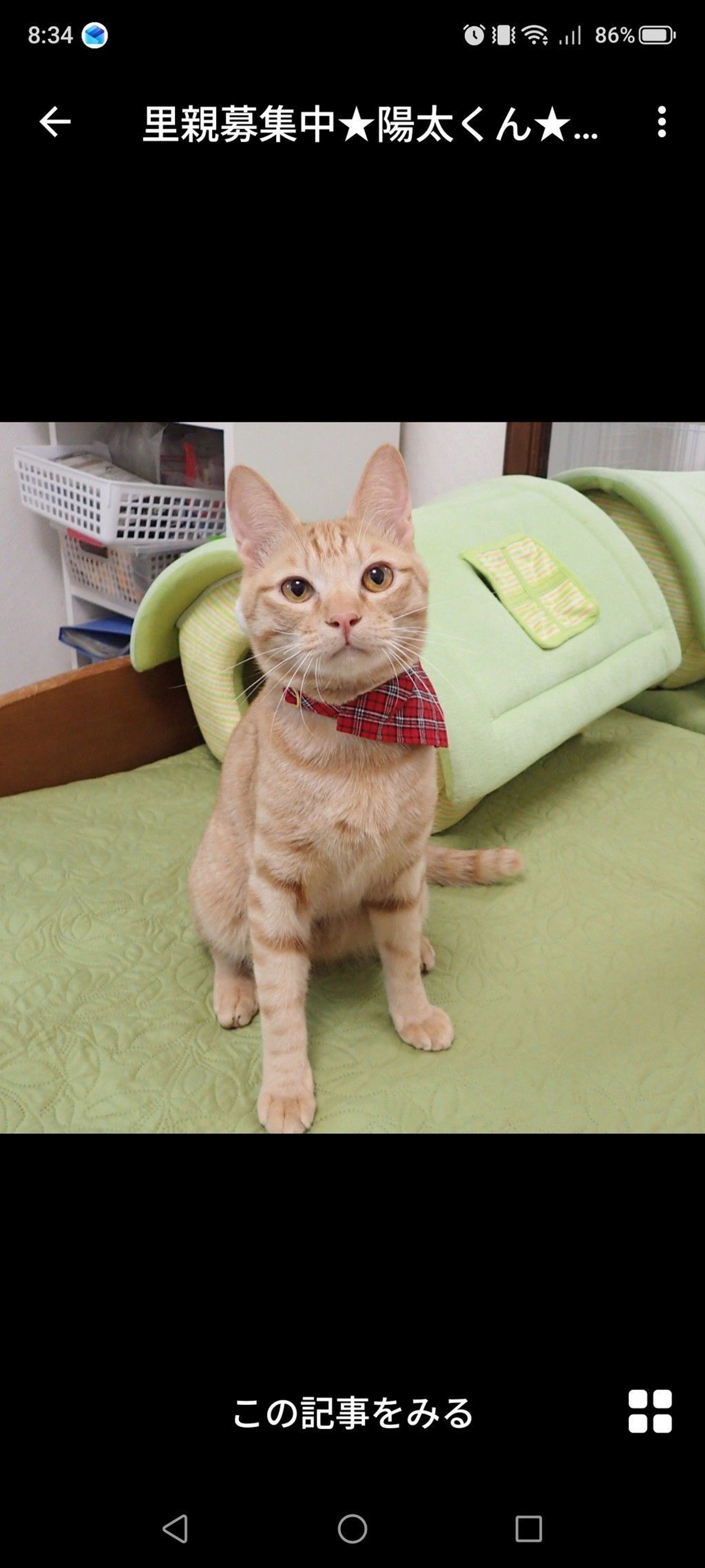 雑種（ミックス猫）・オスの里親募集の写真