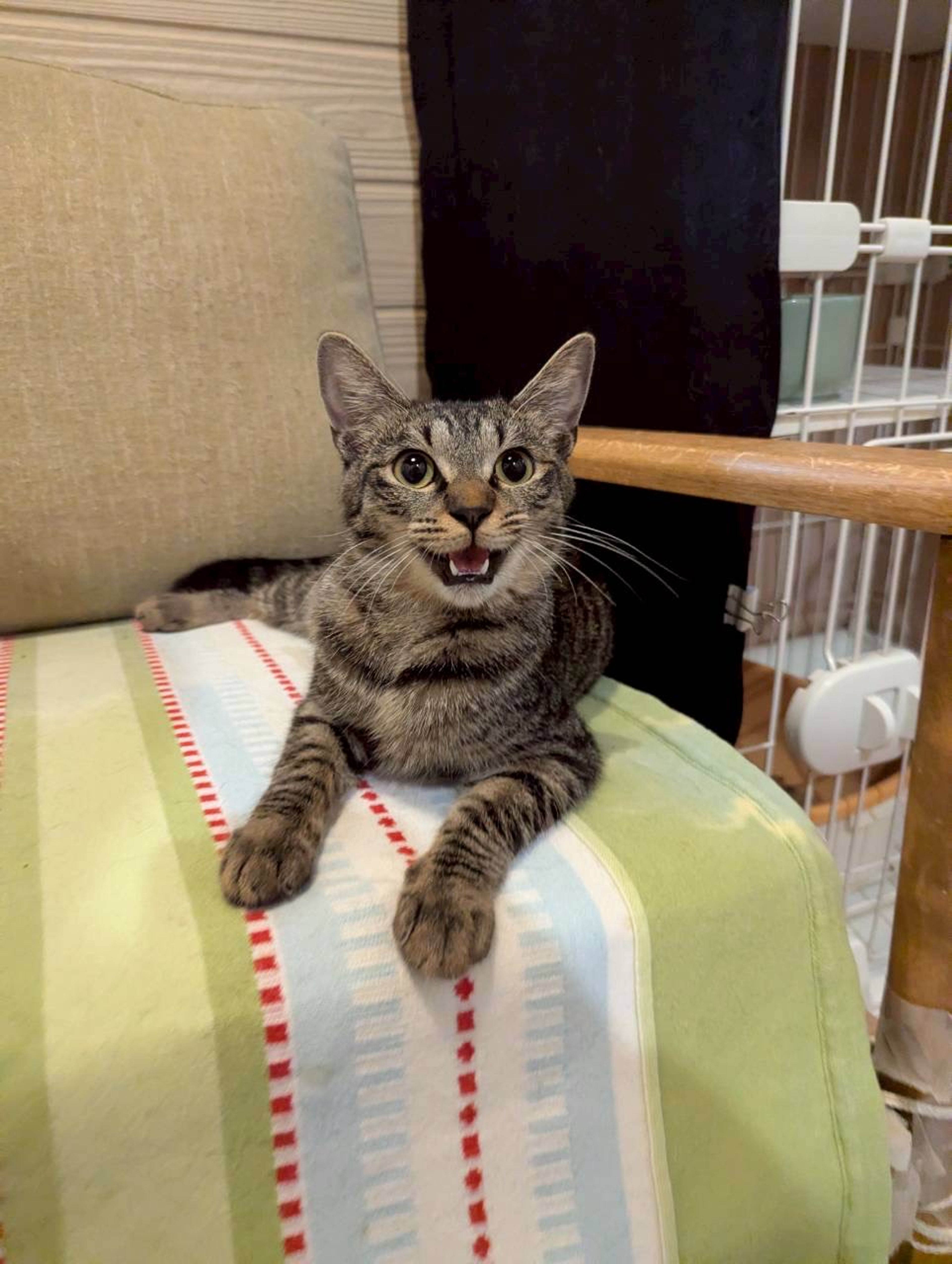 雑種（ミックス猫）・メスの里親募集の写真