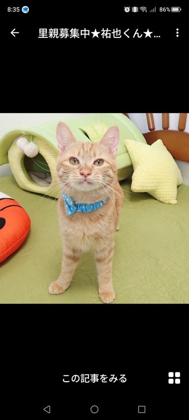 雑種（ミックス猫）・オスの里親募集の写真