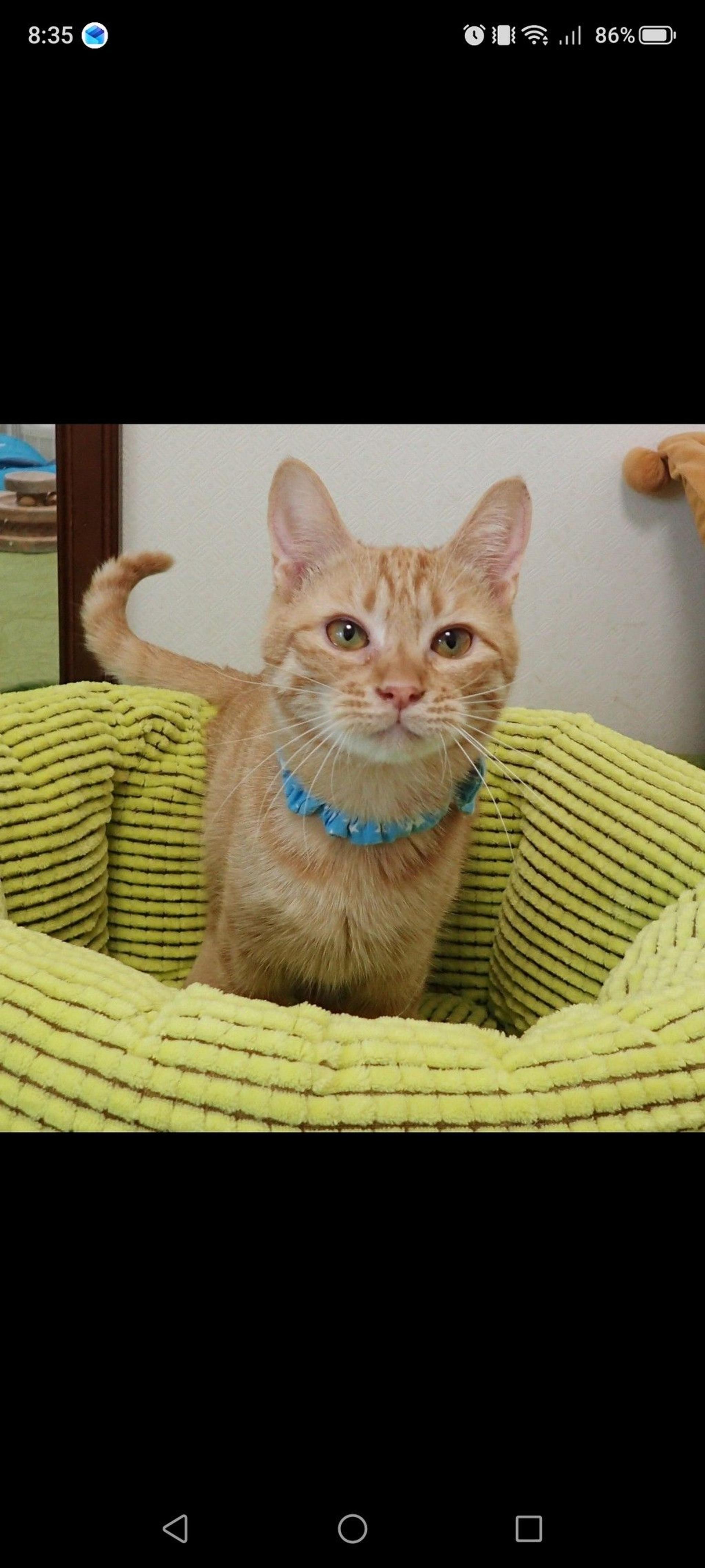 pet-image-2