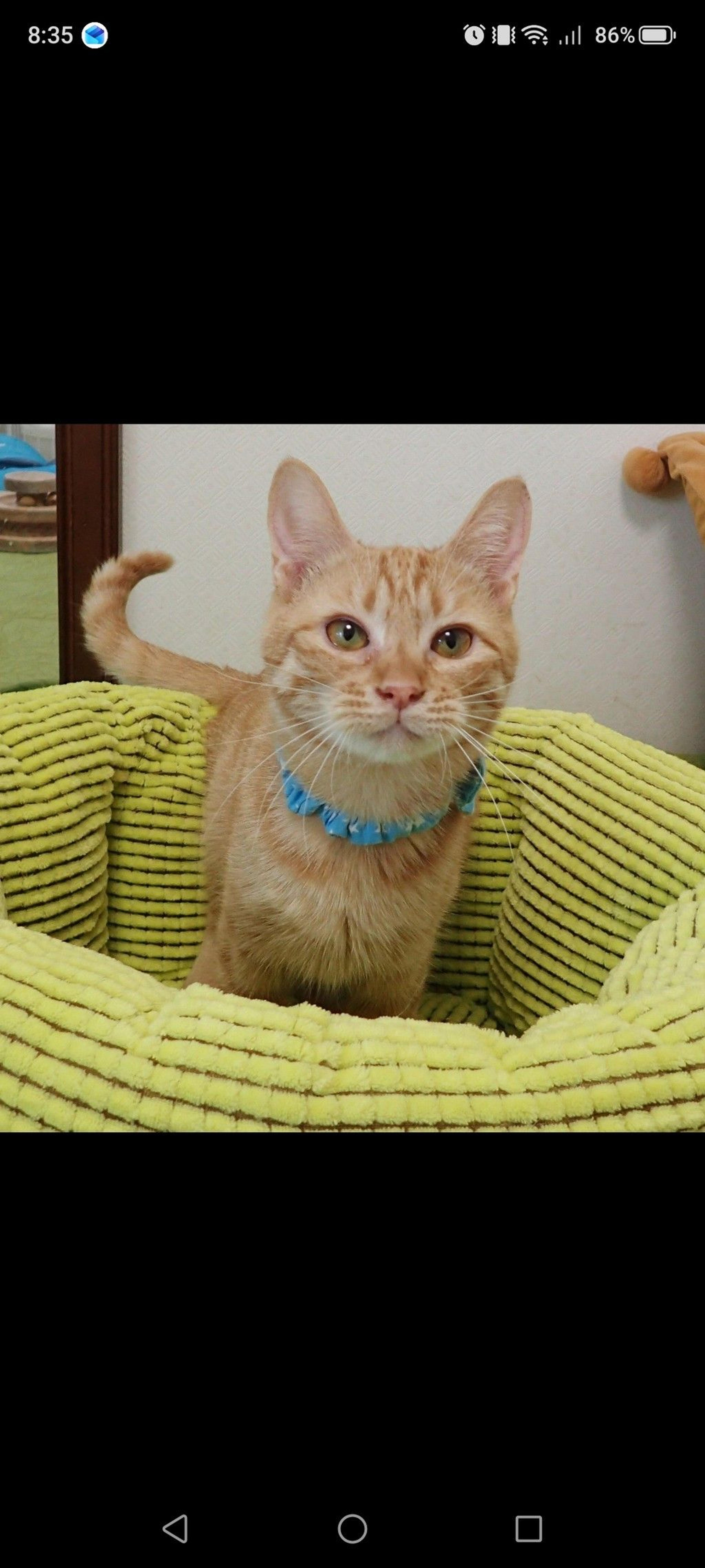 pet-image-2
