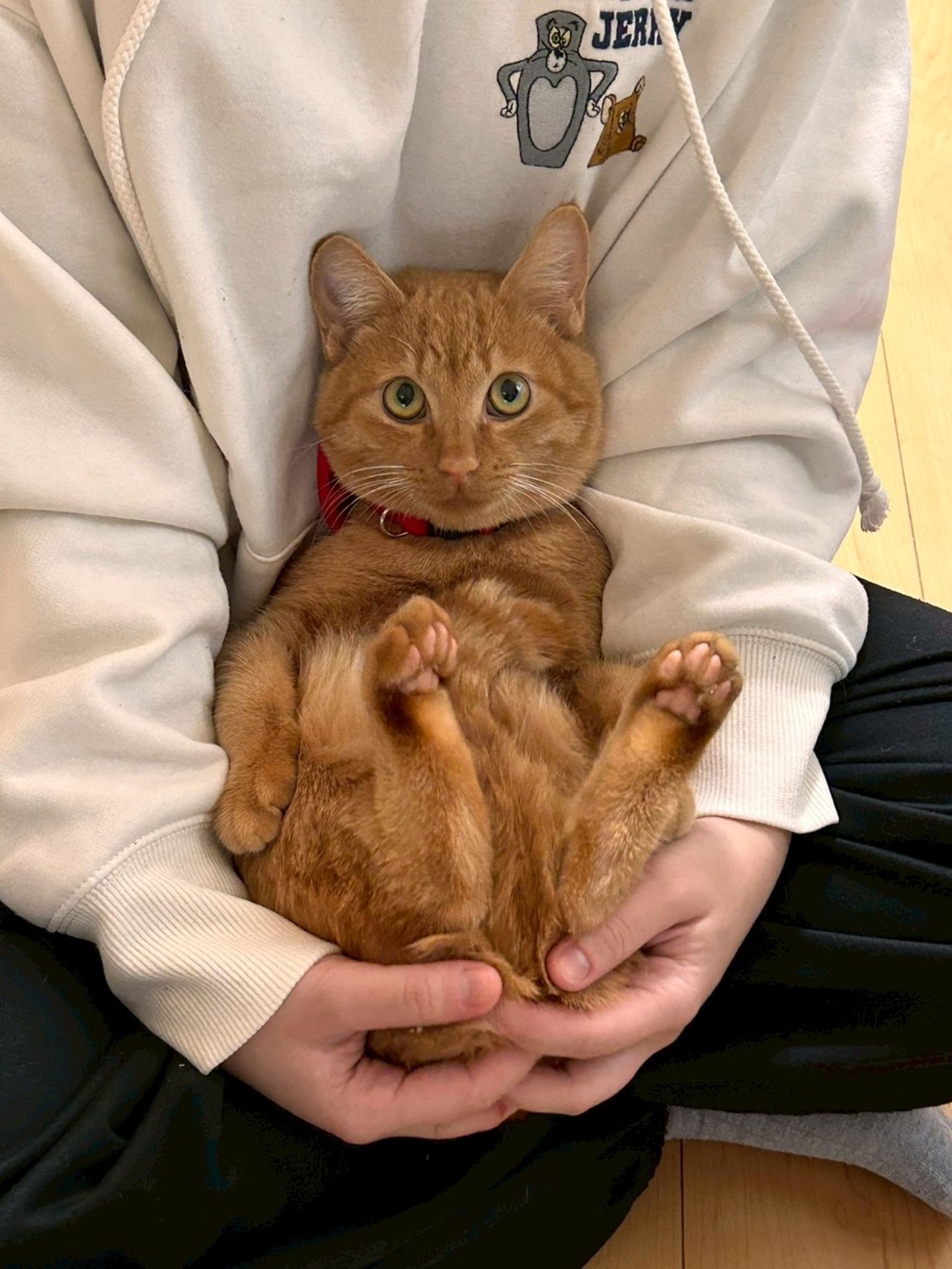 雑種（ミックス猫）・オスの里親募集の写真