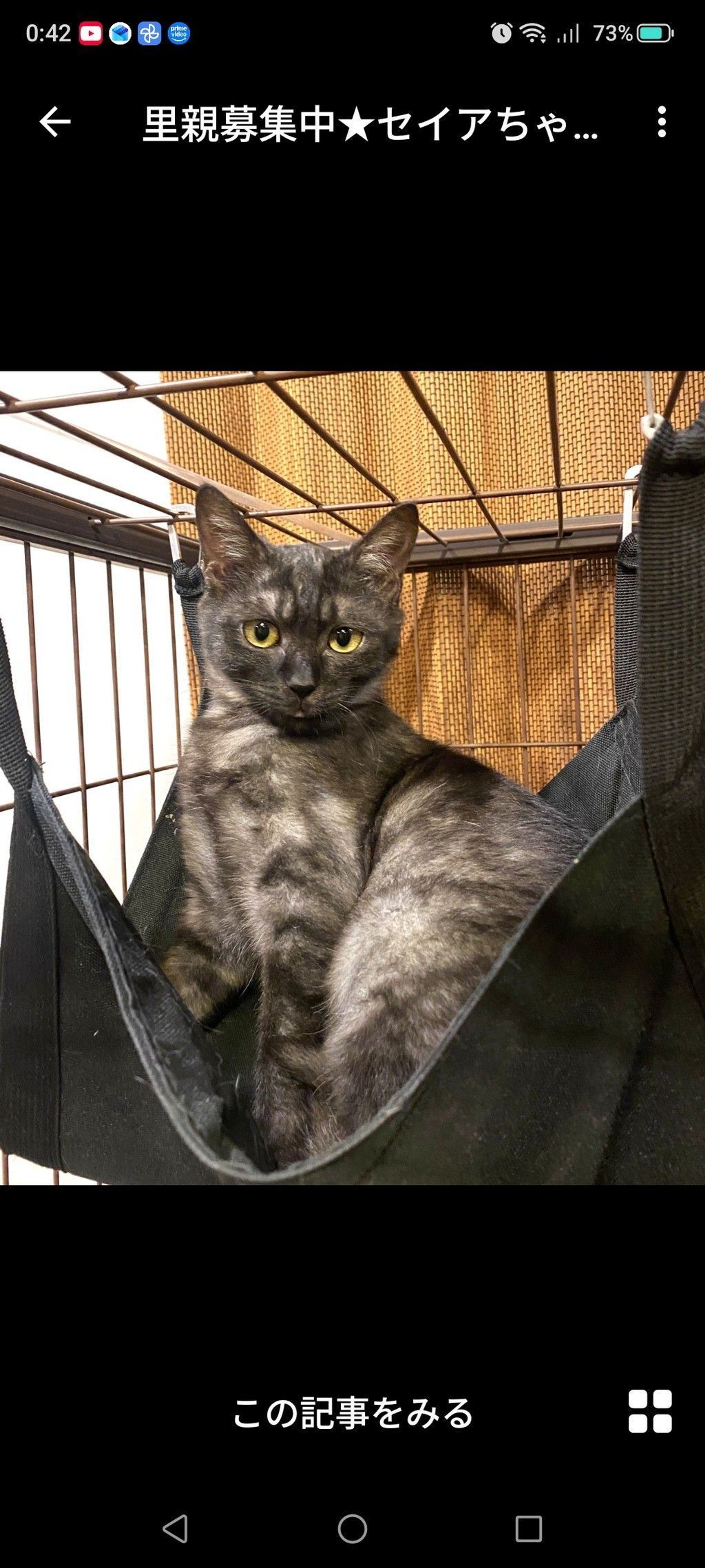 雑種（ミックス猫）・メスの里親募集の写真