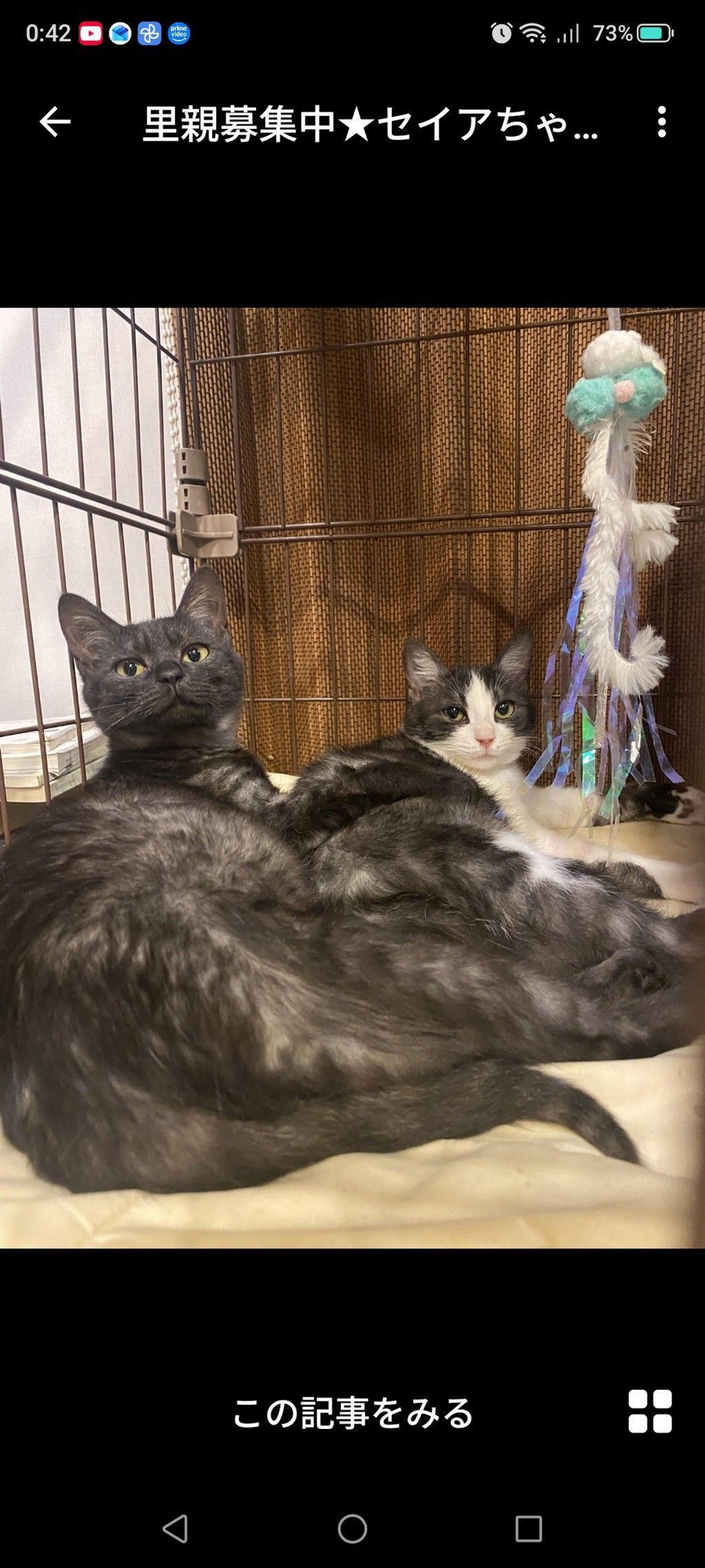 pet-image-2