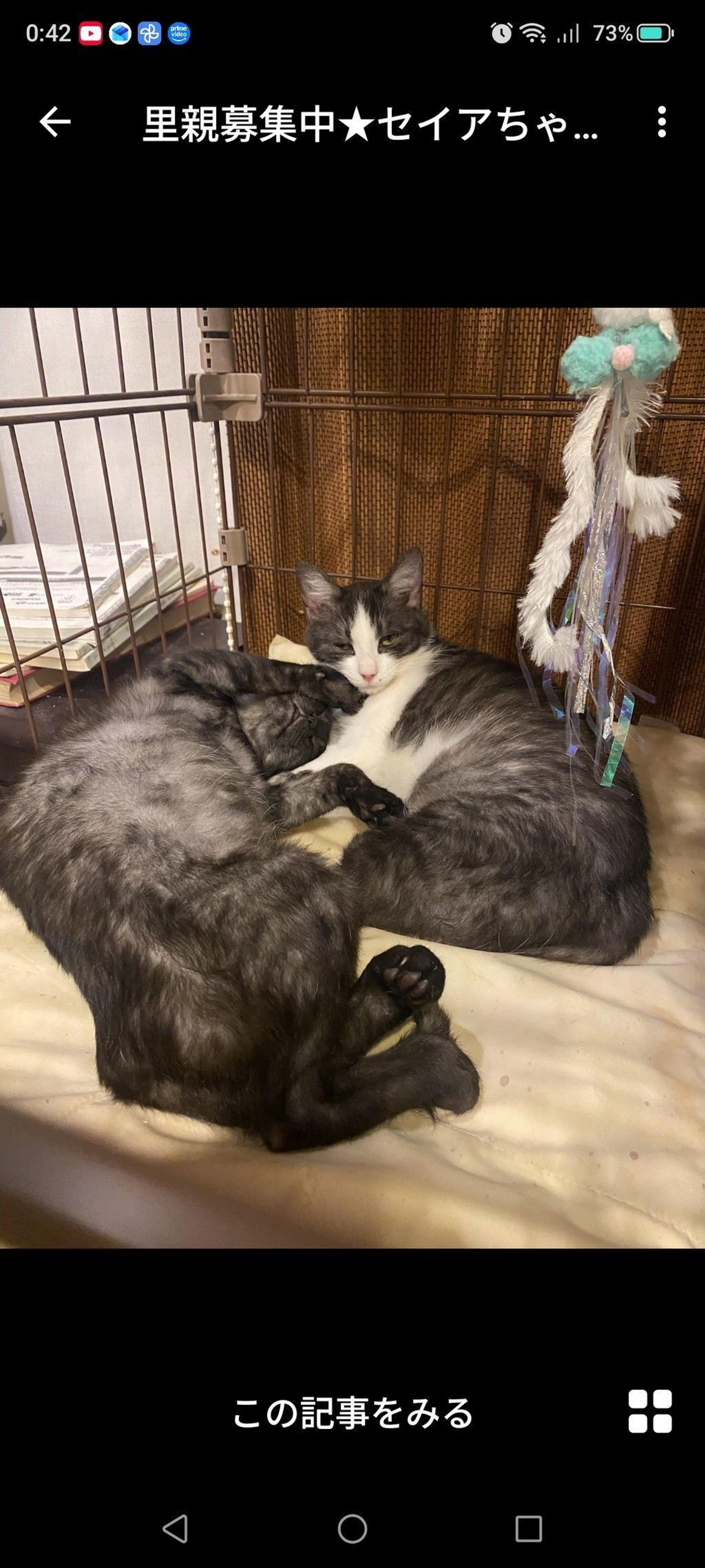 pet-image-3