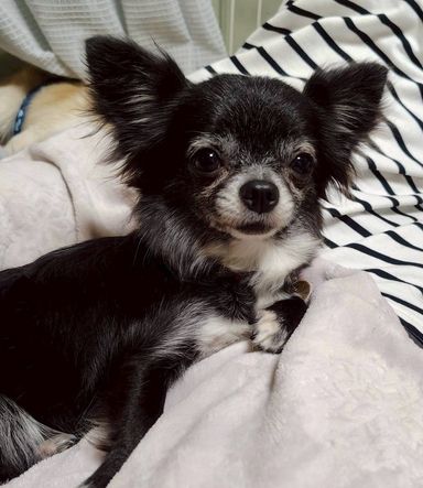 チワワ・メスの里親募集の写真