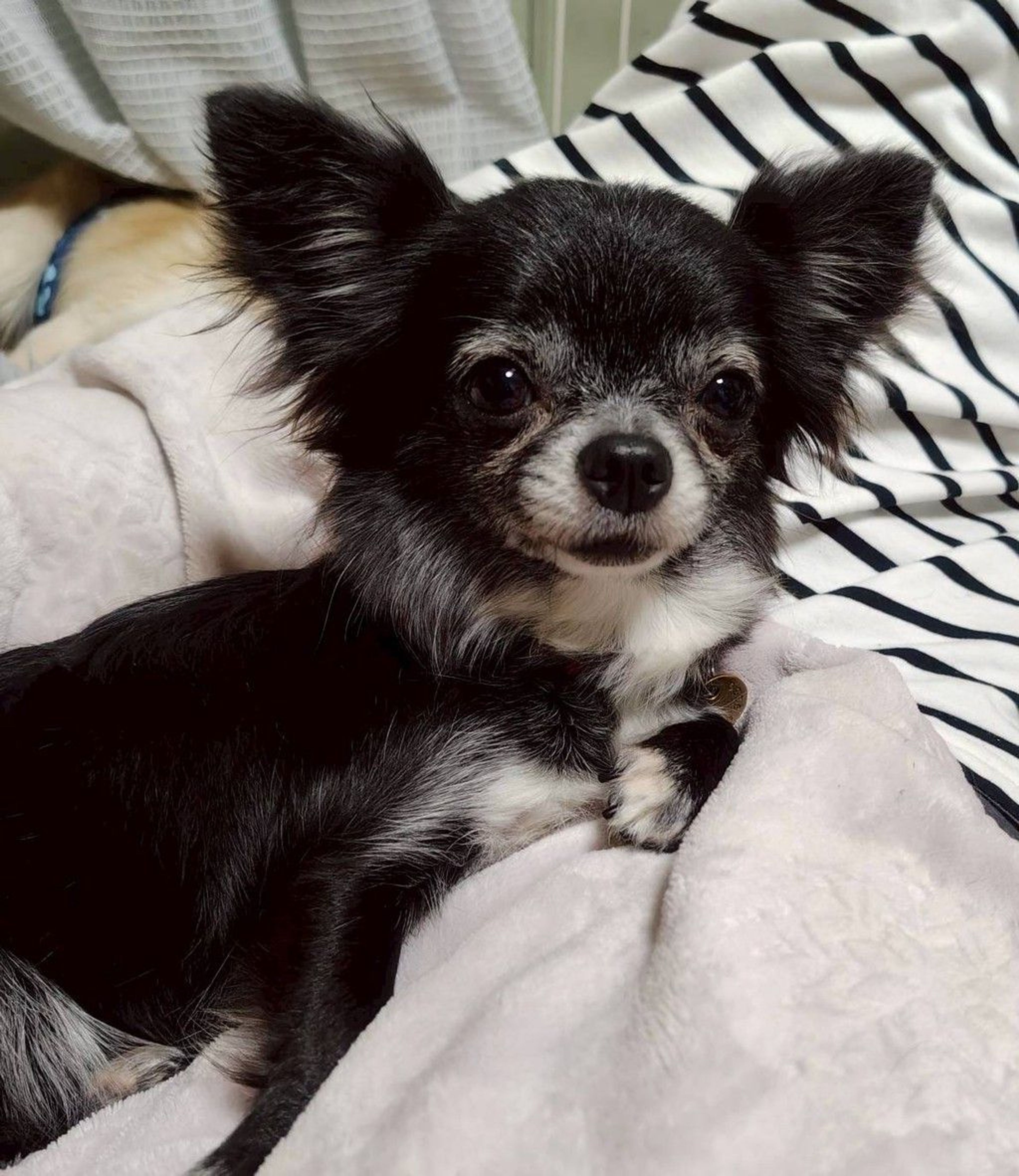 チワワ・メスの里親募集の写真