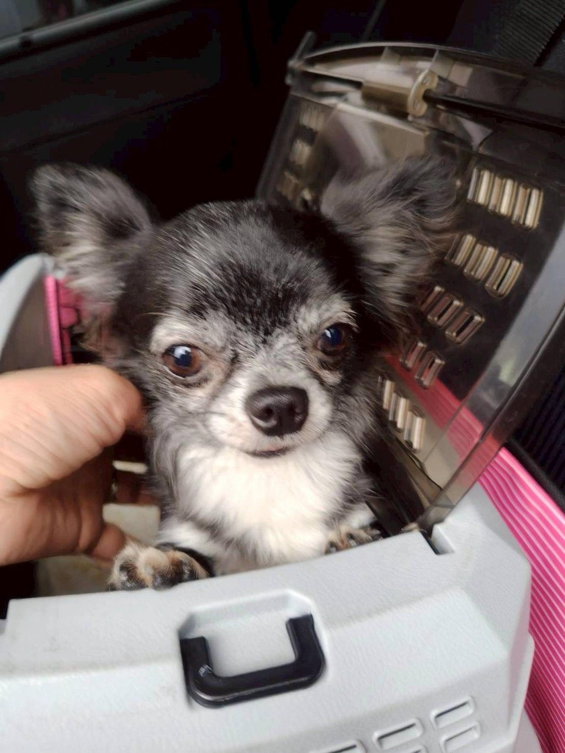 pet-image-2