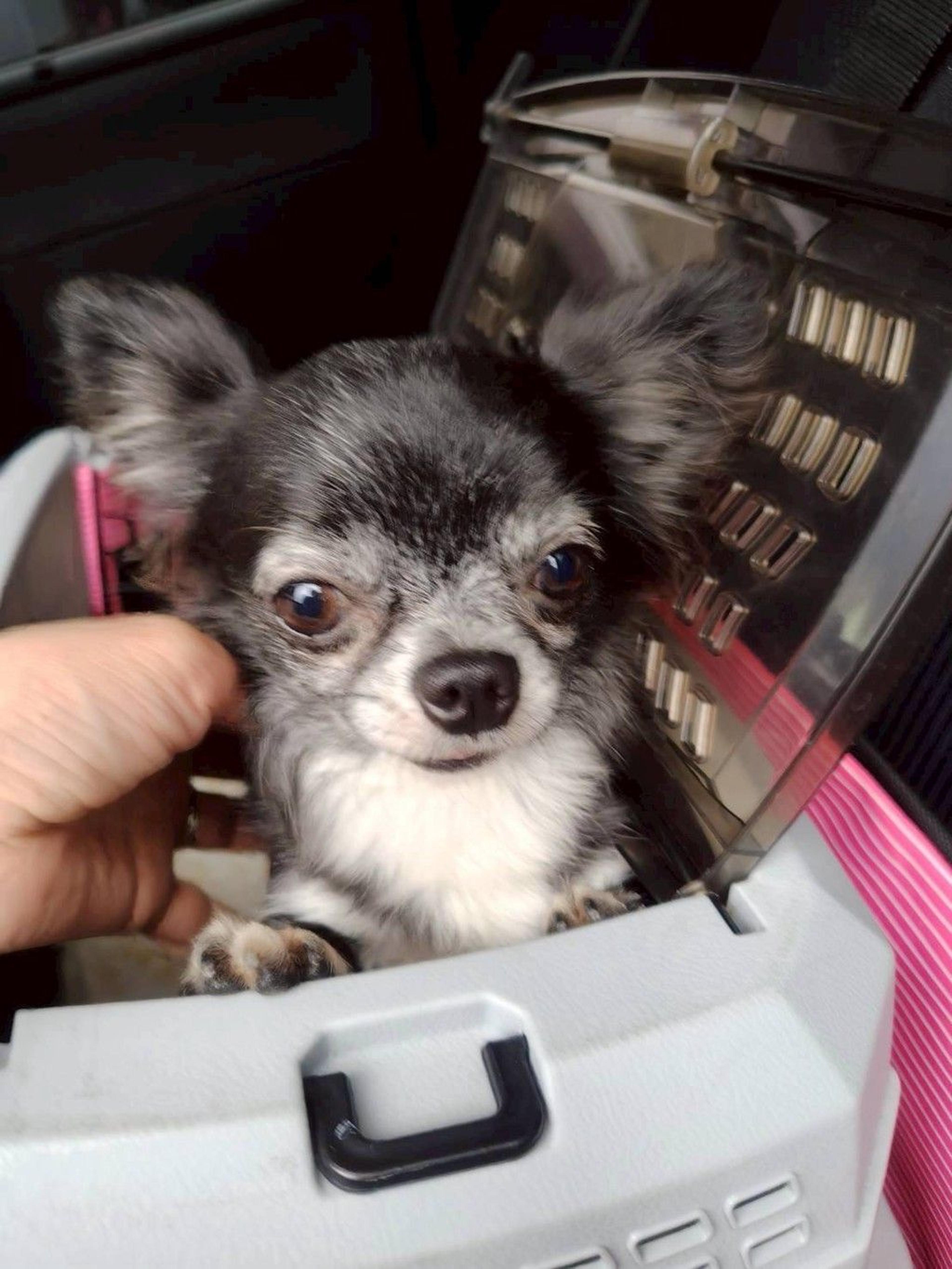 pet-image-2