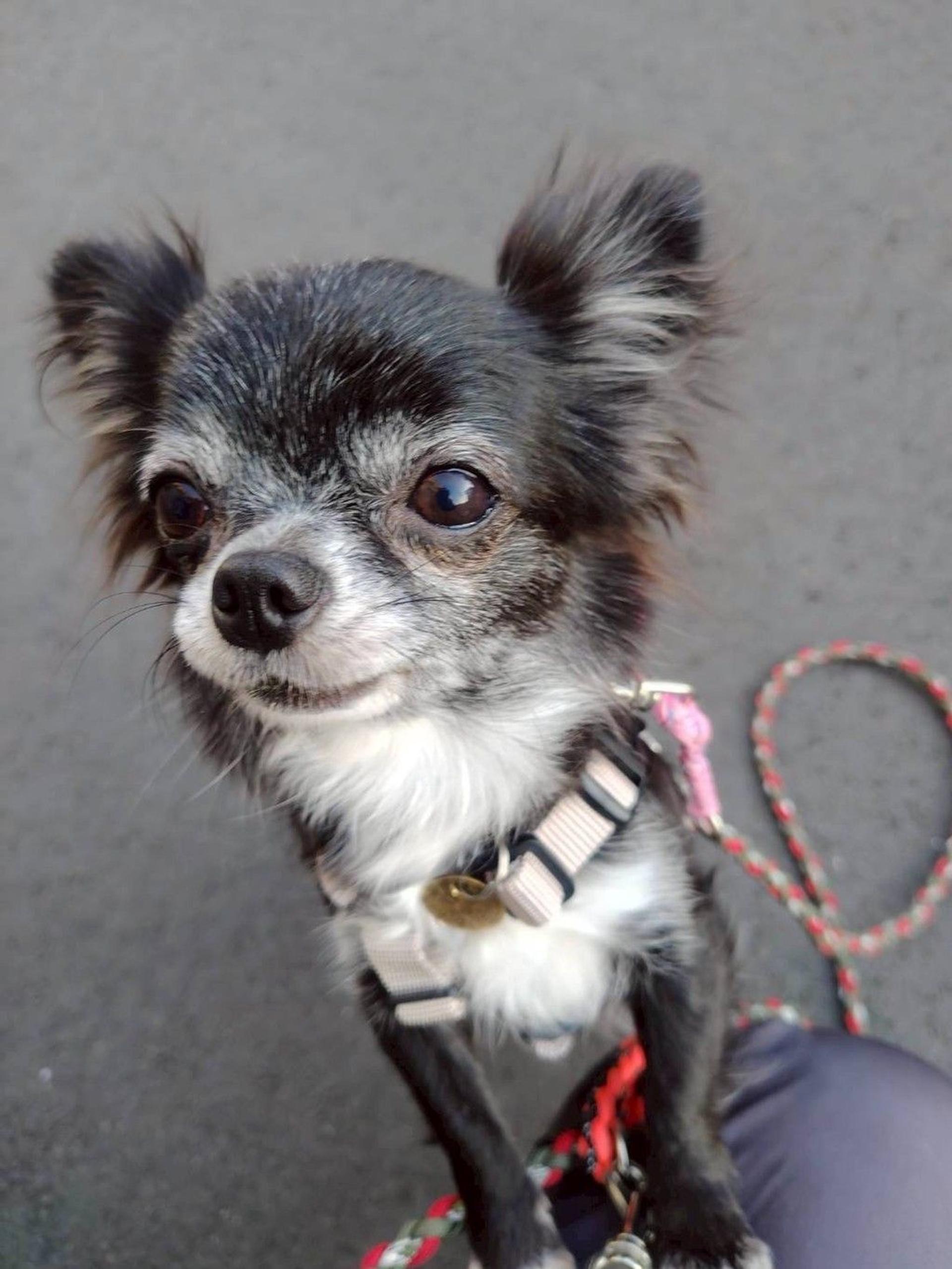 pet-image-3