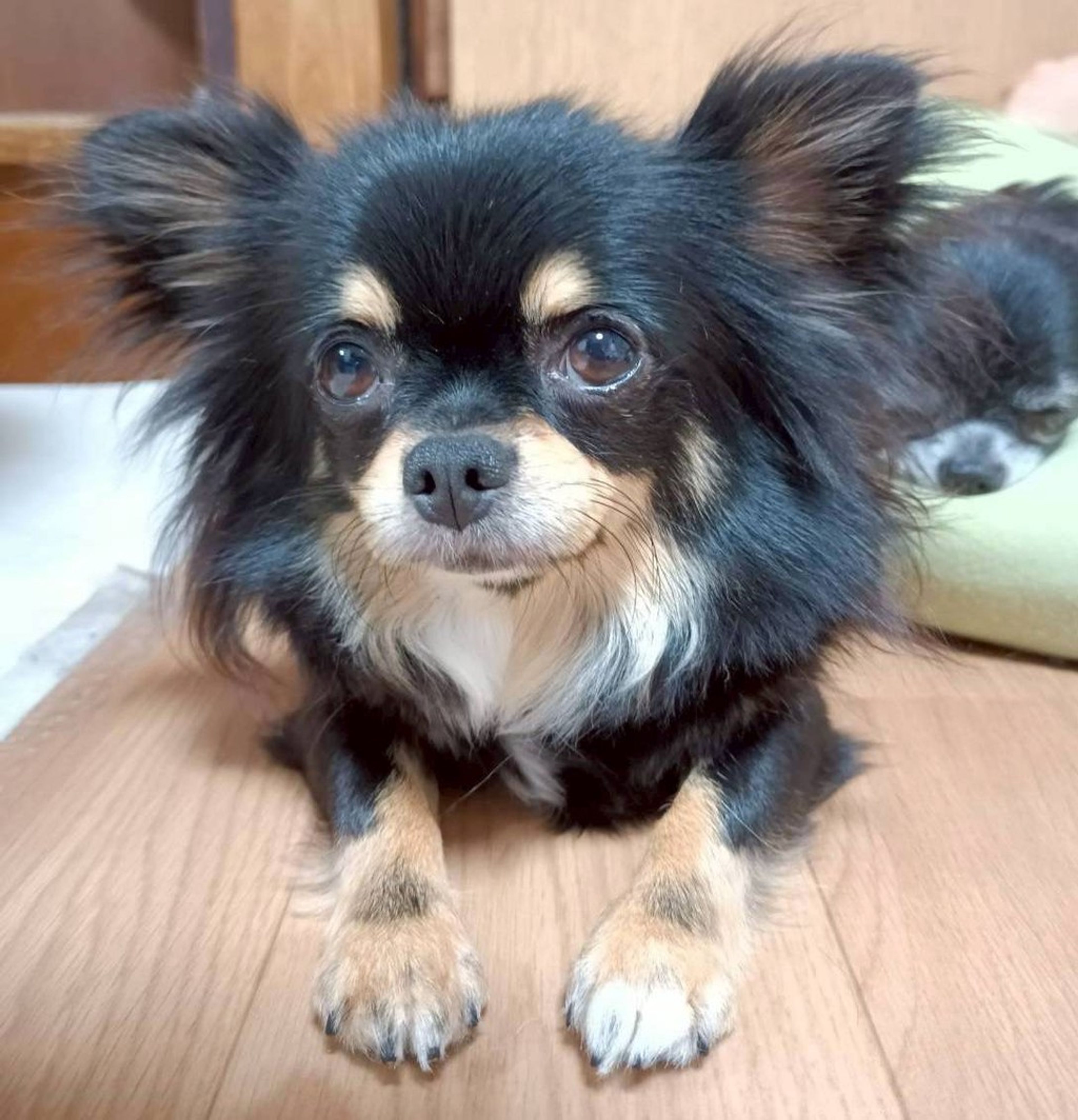 チワワ・メスの里親募集の写真