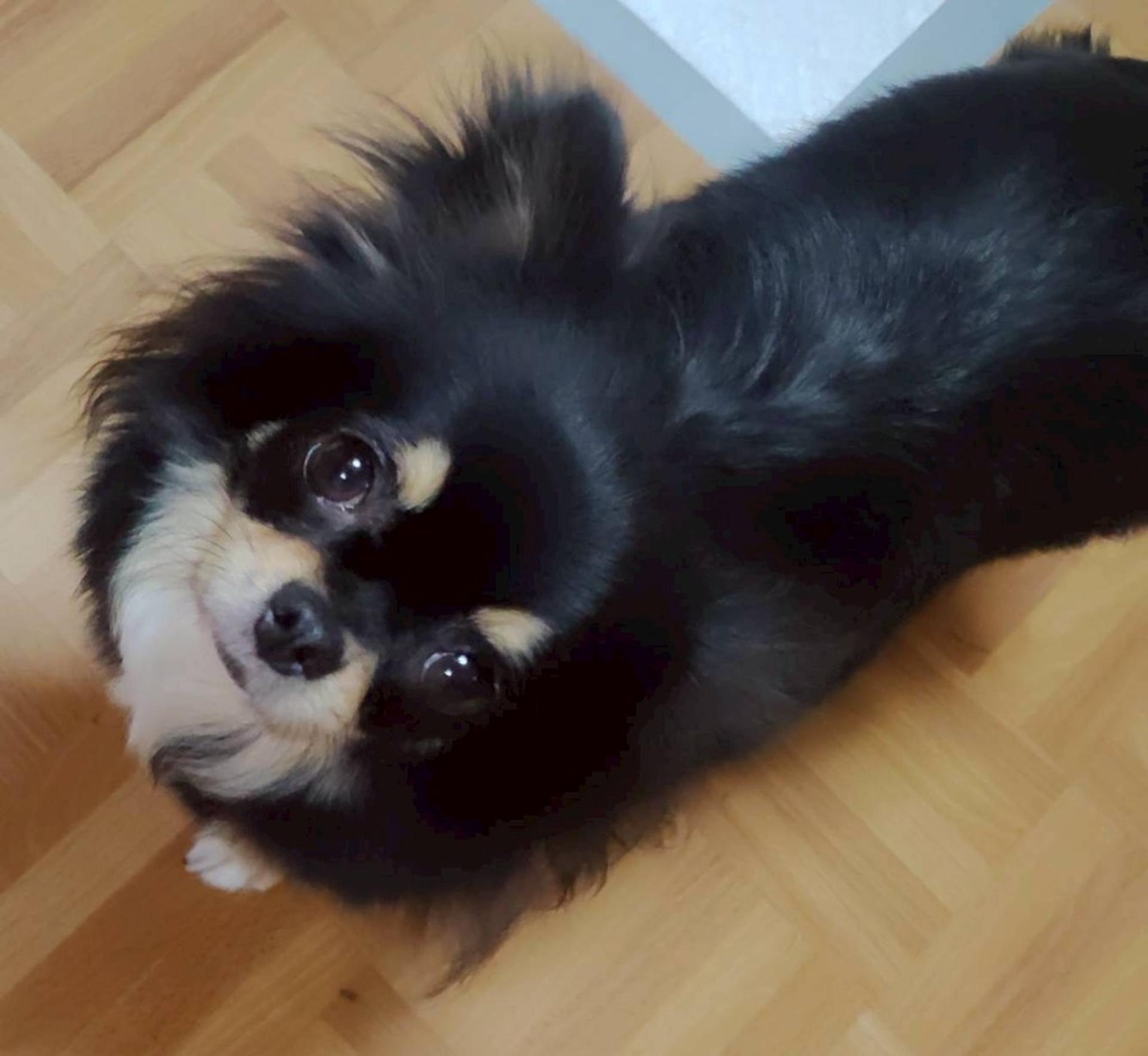 pet-image-2