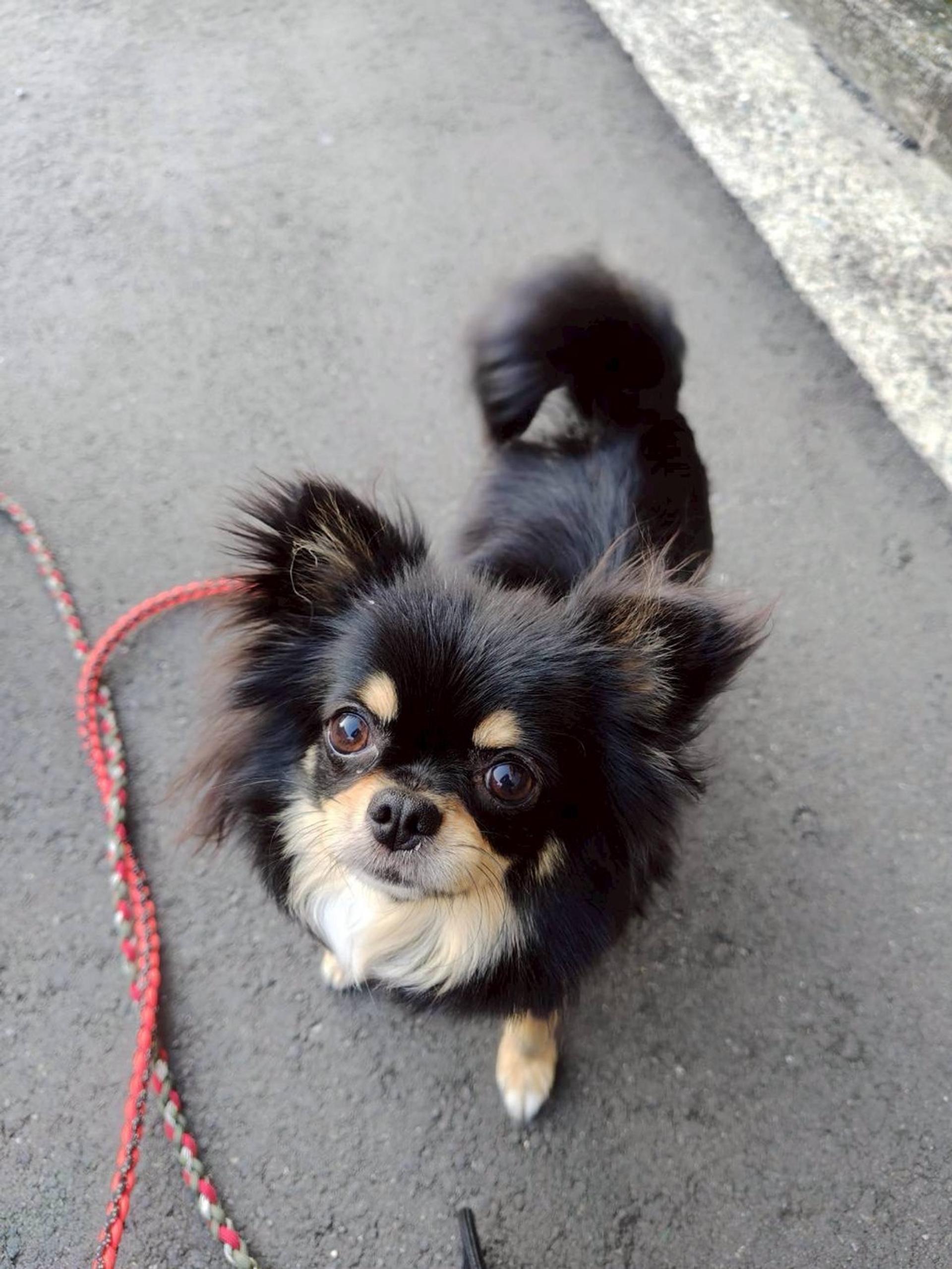 pet-image-3