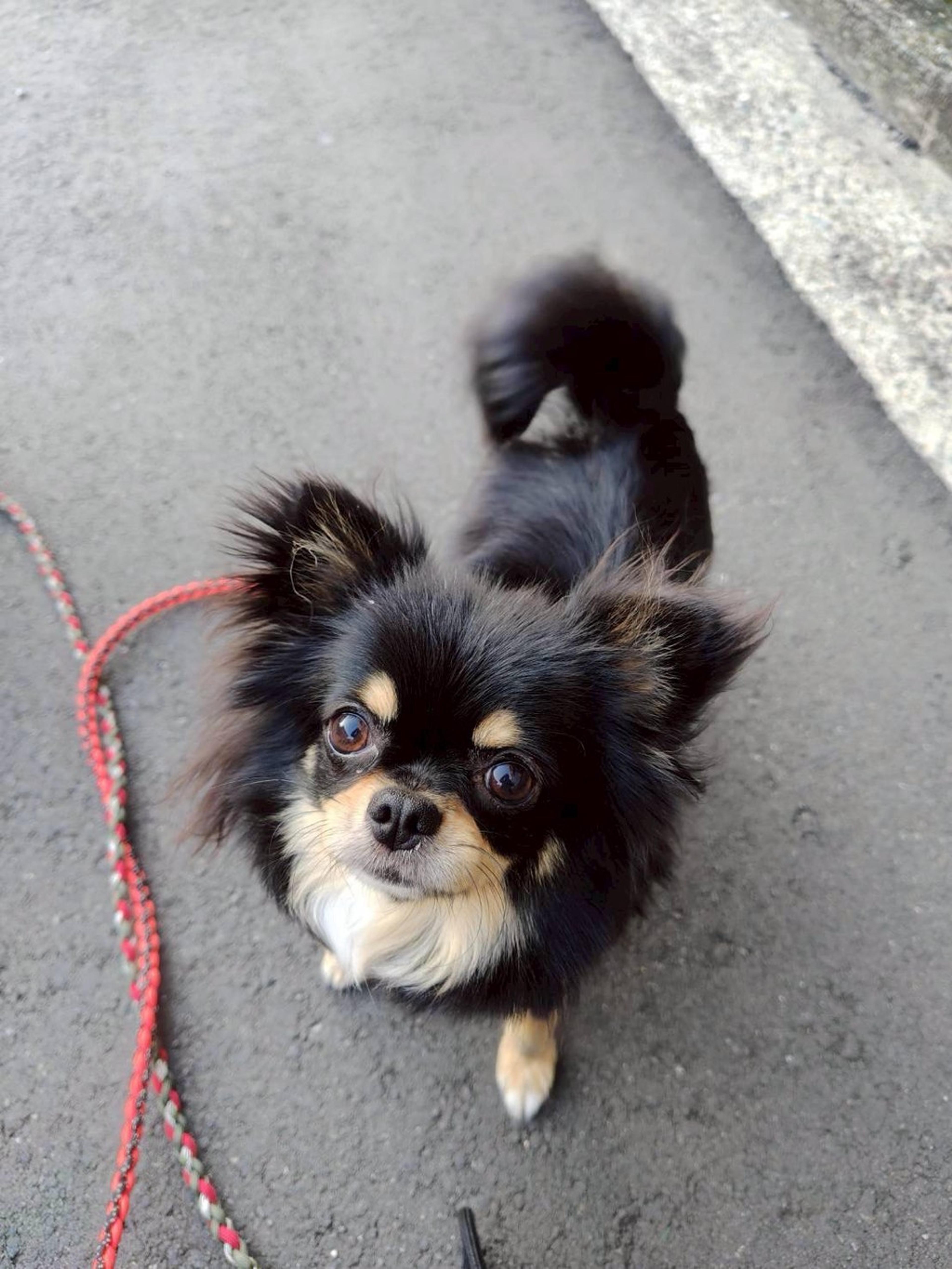 pet-image-3
