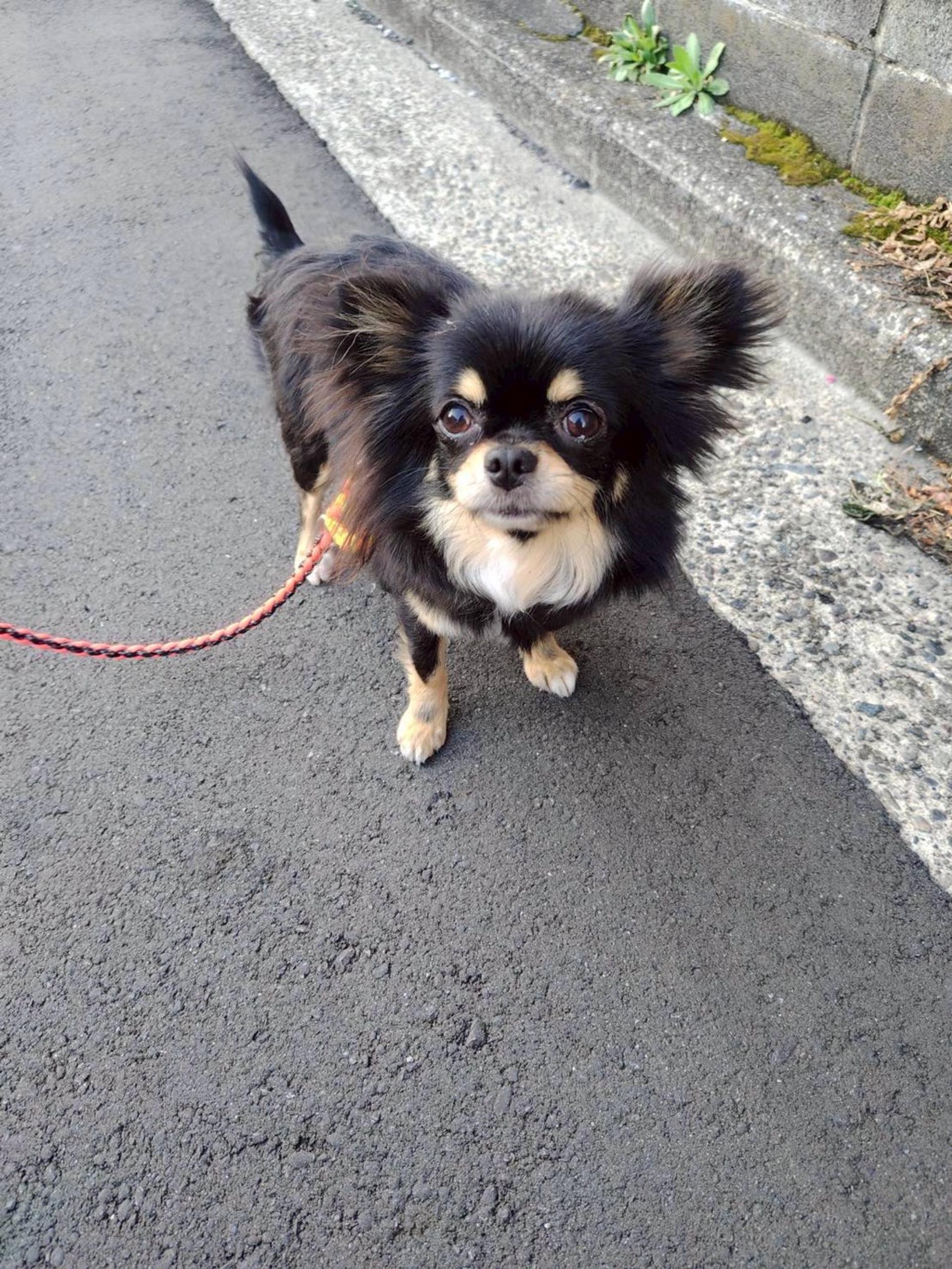 pet-image-4