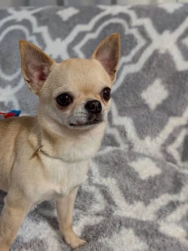 チワワ・オスの里親募集の写真