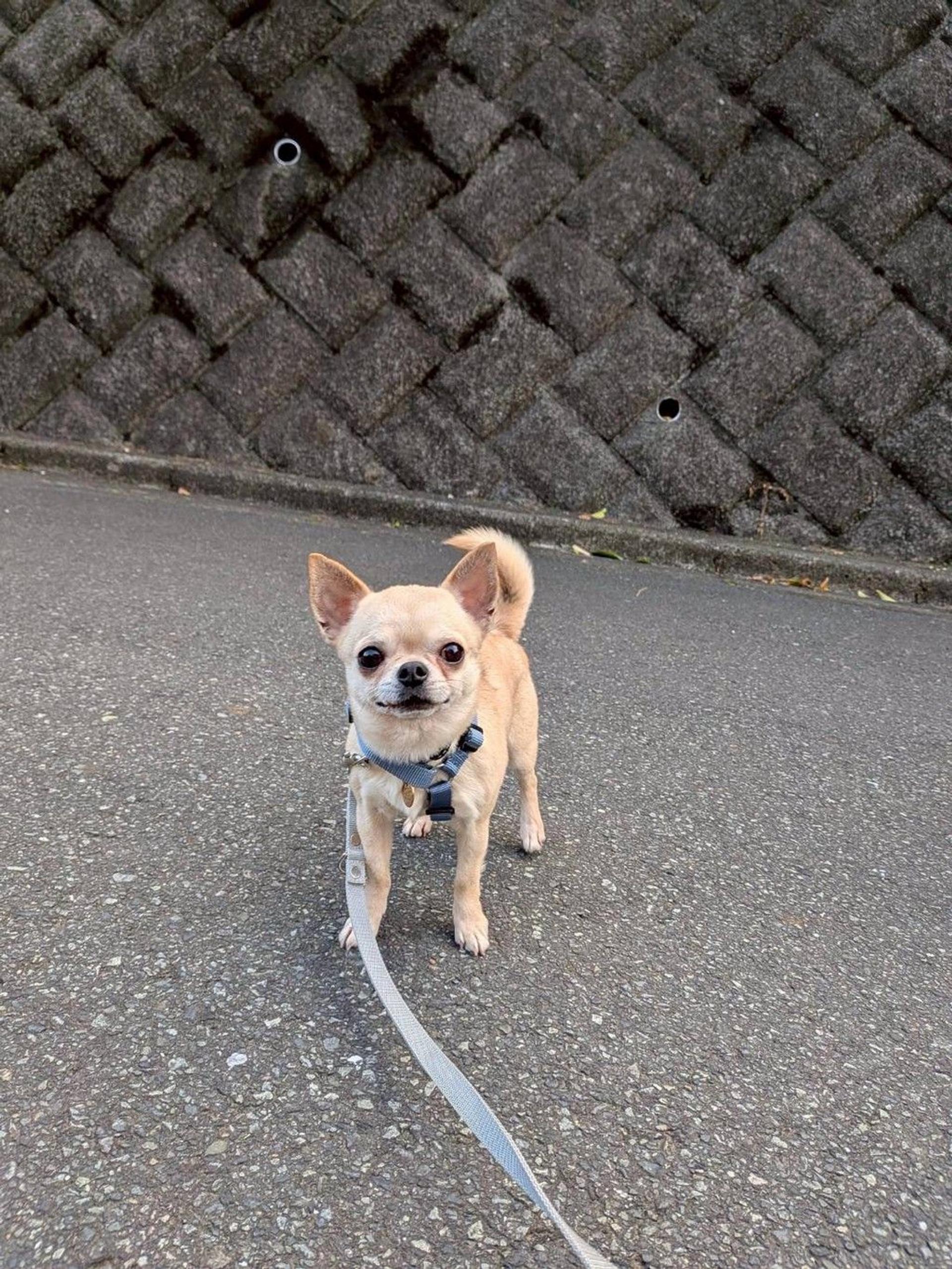 pet-image-2