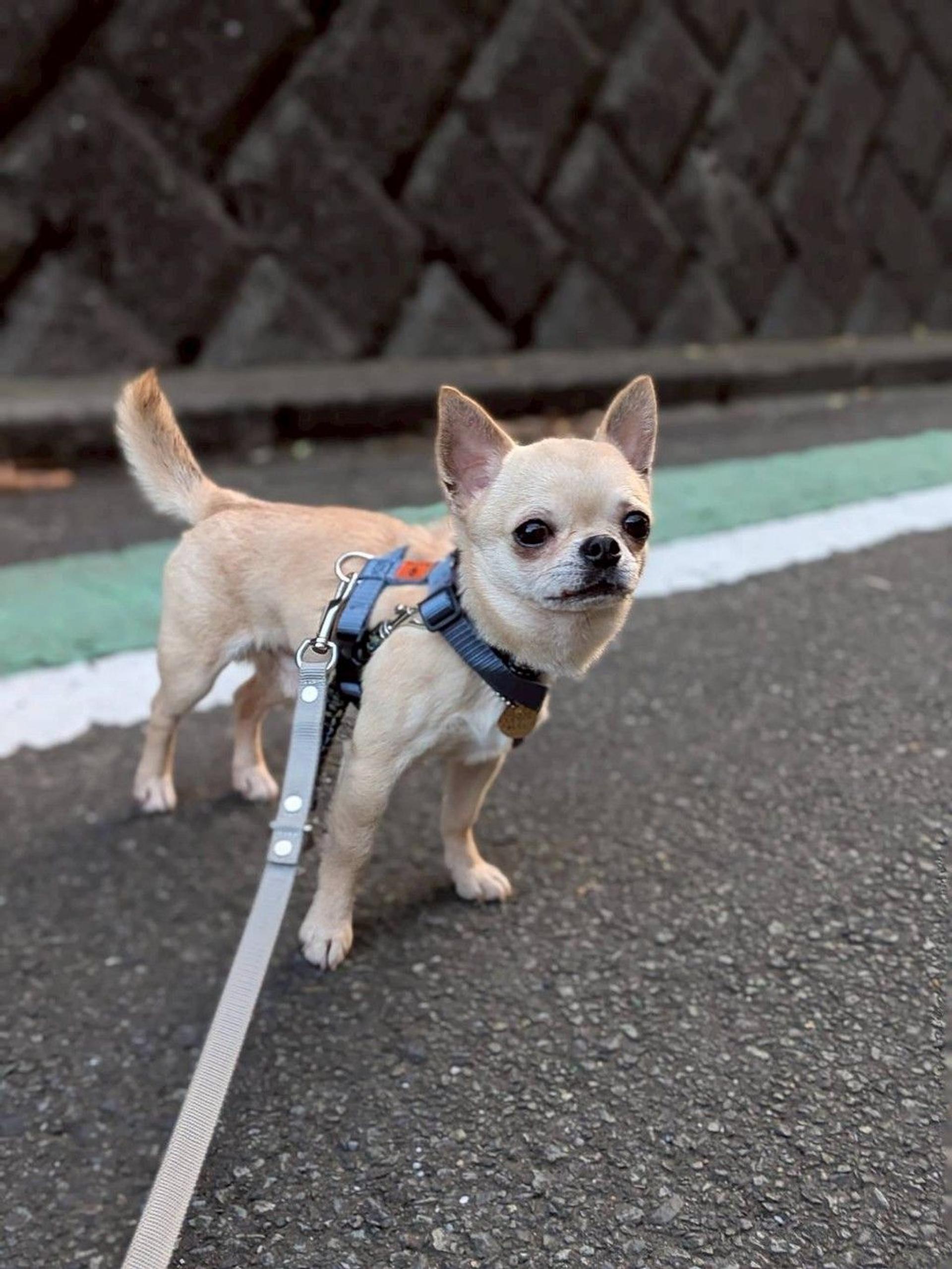 pet-image-3