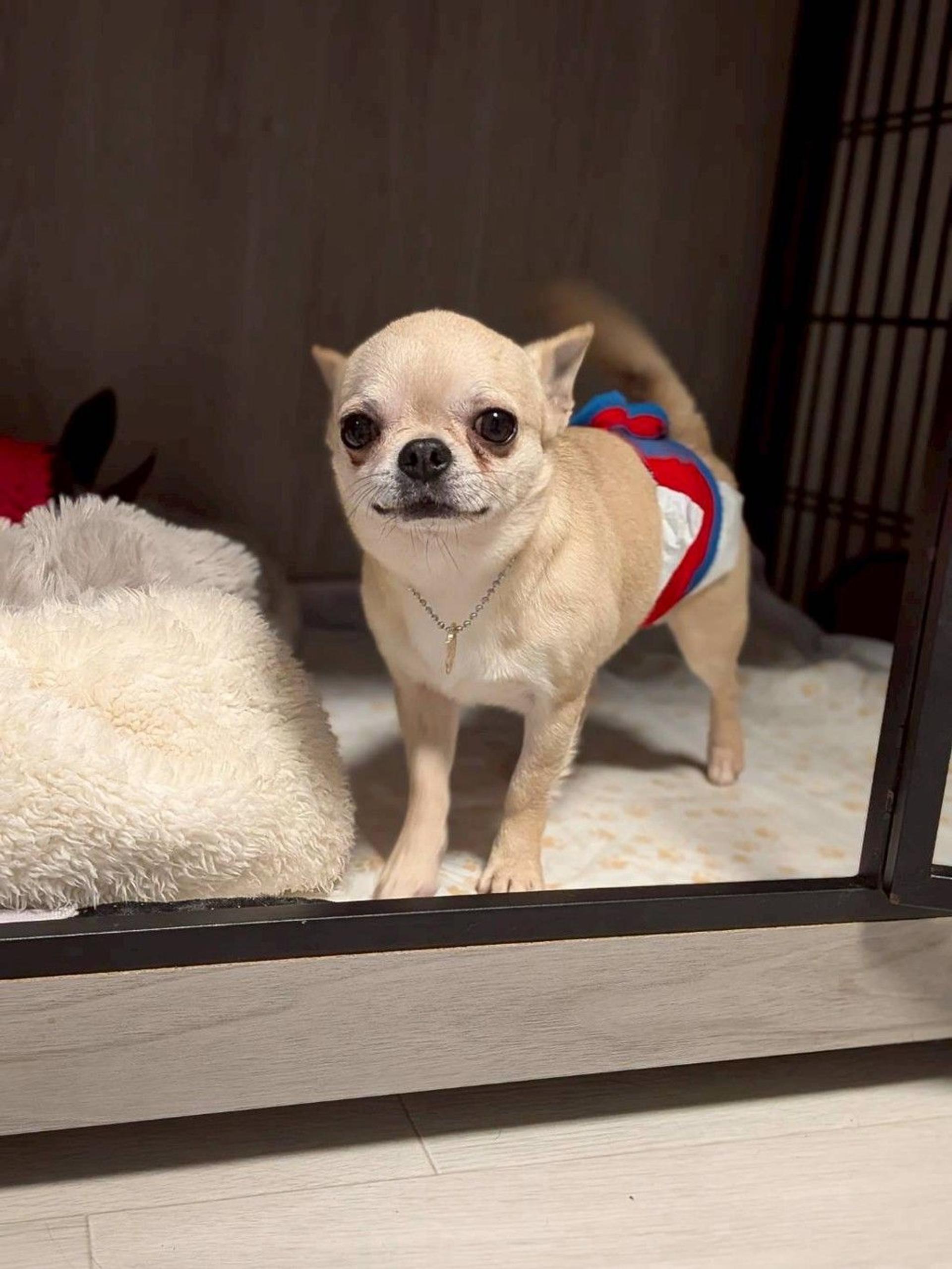 pet-image-4