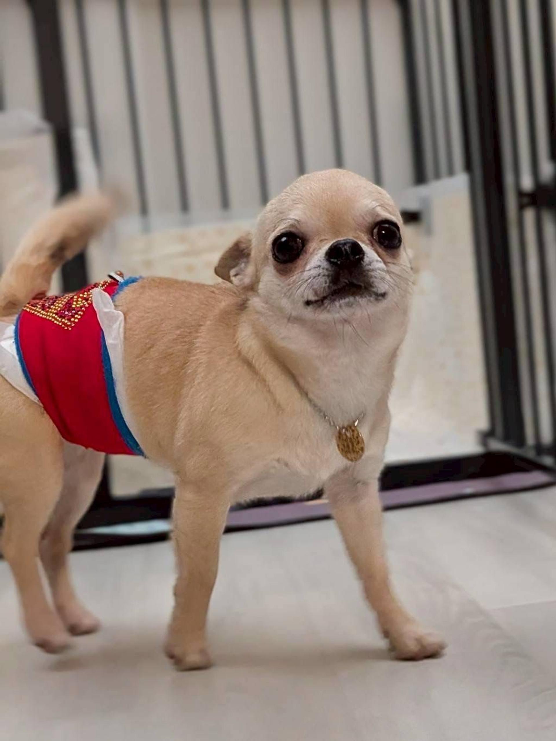 pet-image-5
