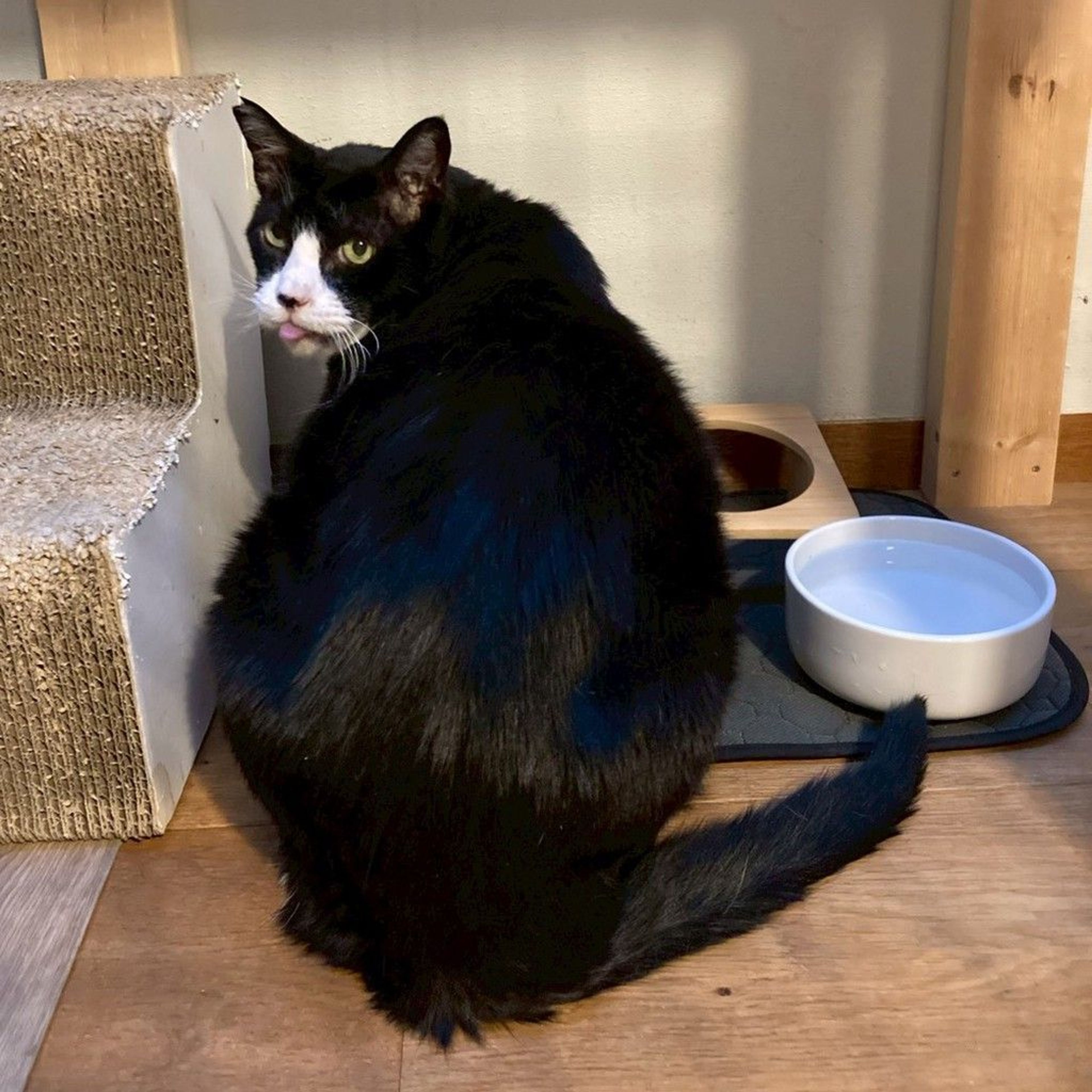 雑種（ミックス猫）・オスの里親募集の写真