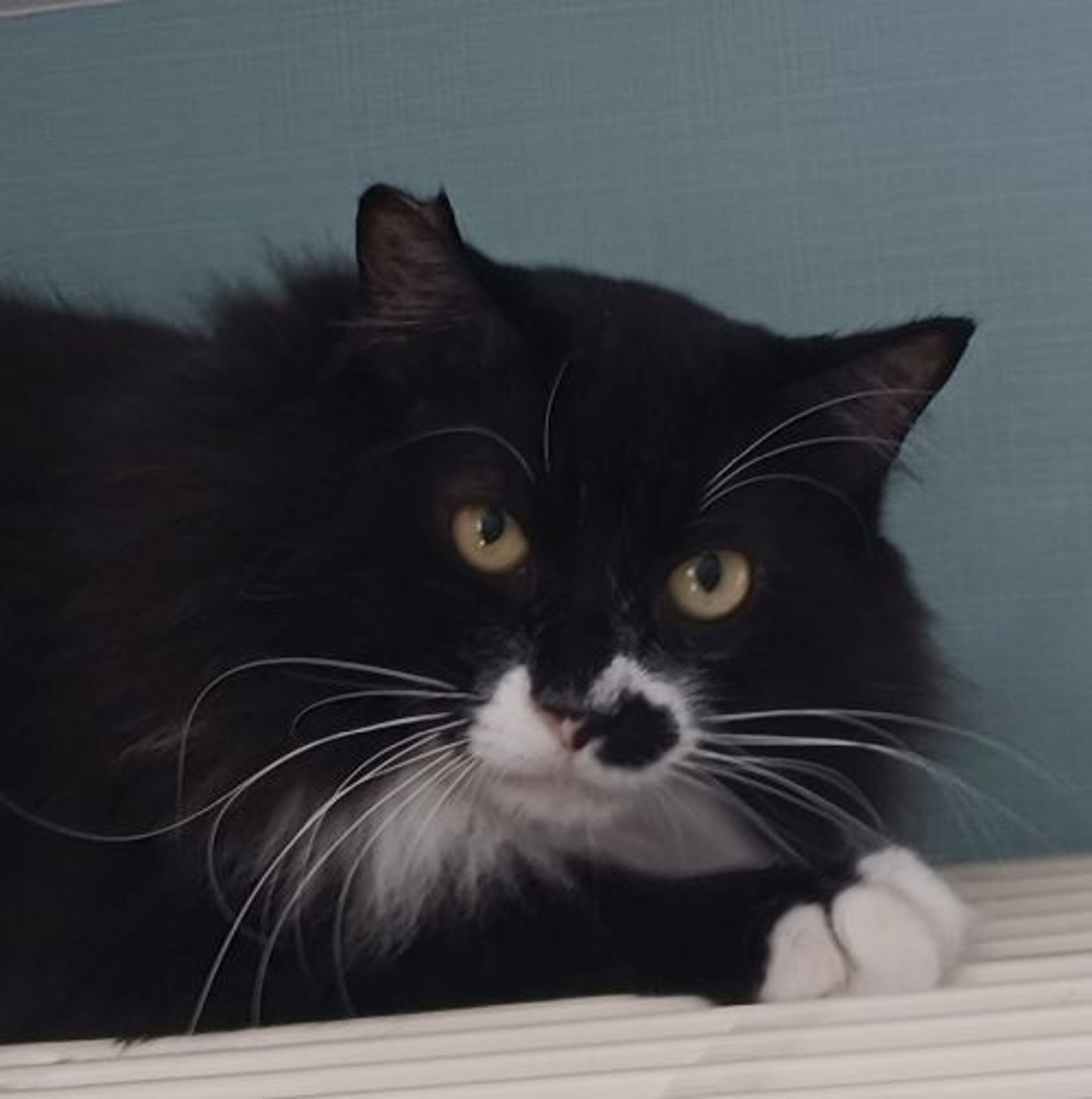 雑種（ミックス猫）・オスの里親募集の写真