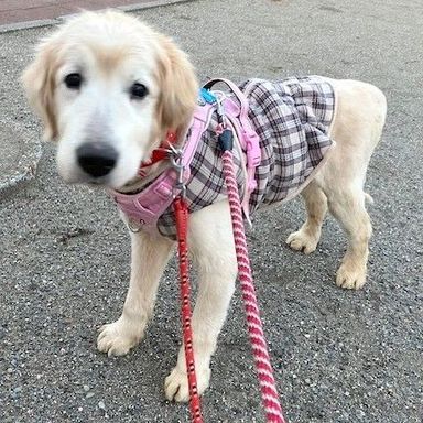 ゴールデン・レトリーバー・オスの里親募集の写真