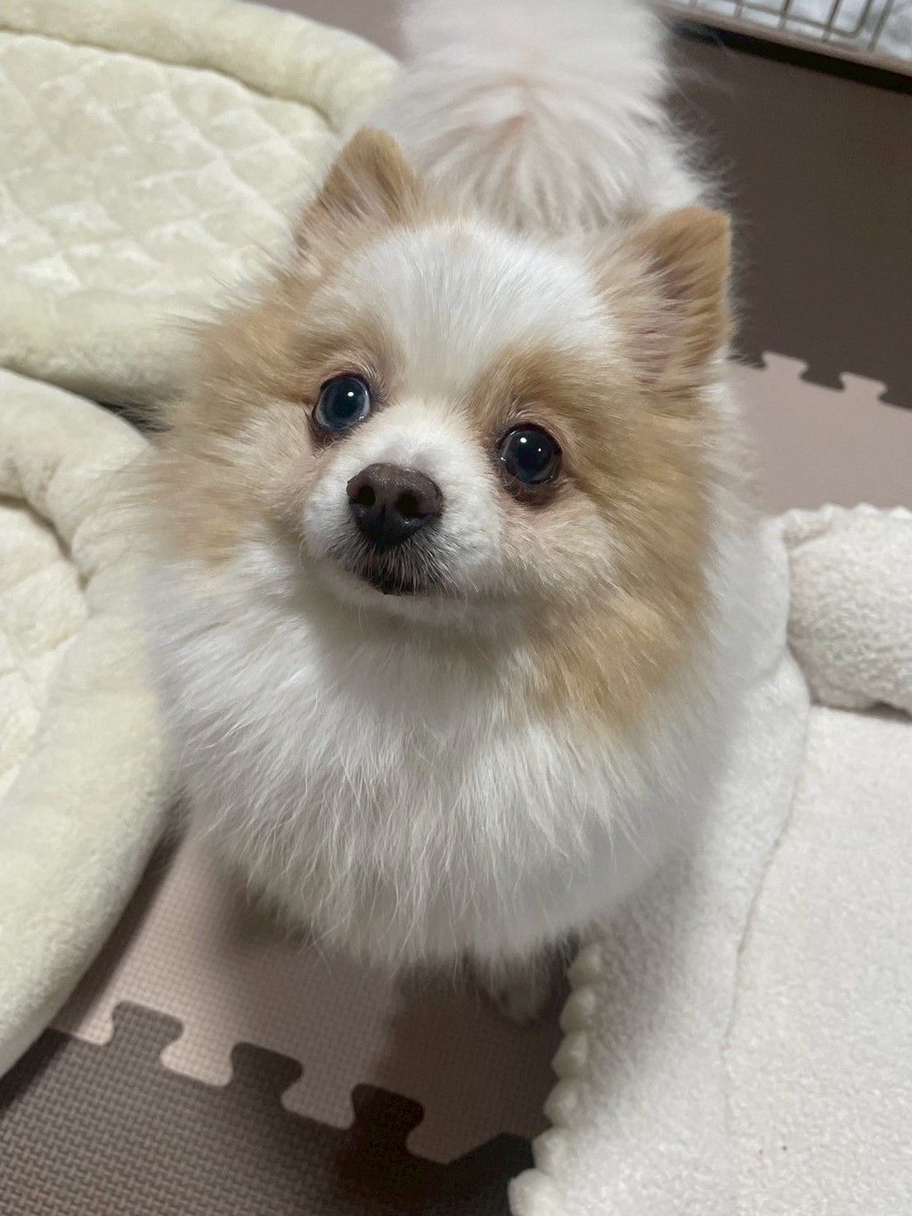 お眠り柴犬、ダックス、シーズ、ポメラニアン、チワワ、マルチーズ