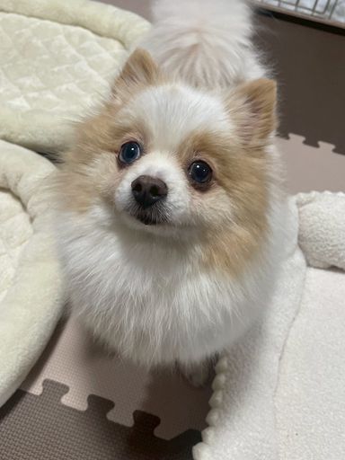 ポメラニアン・メスの里親募集の写真