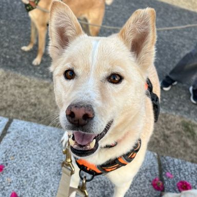 雑種（ミックス犬）・メスの里親募集の写真