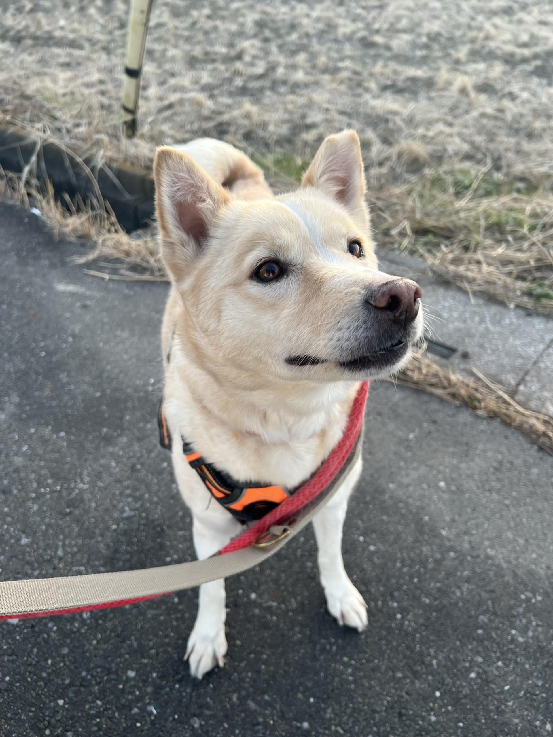 pet-image-2